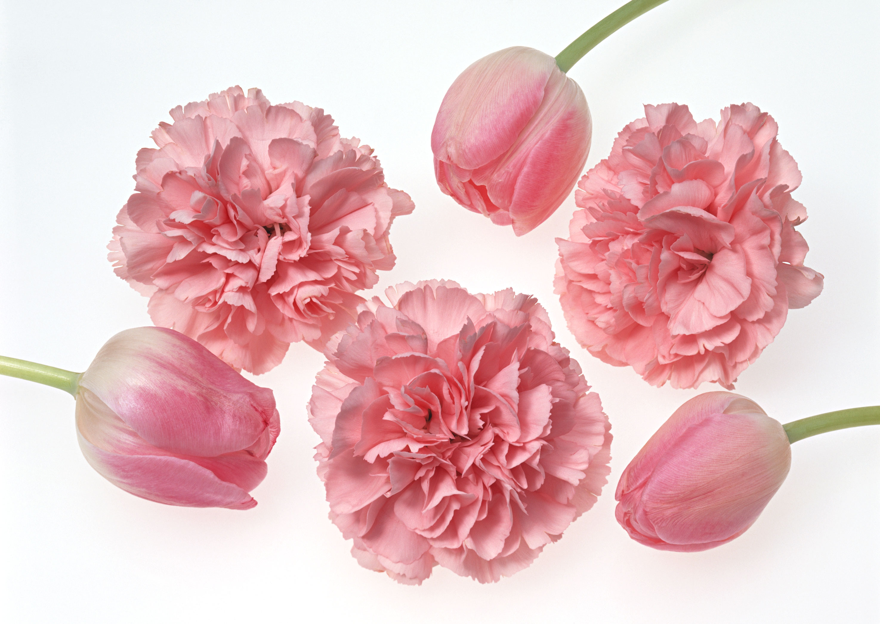 Free download high resolution image - free image free photo free stock image public domain picture -Carnations on white