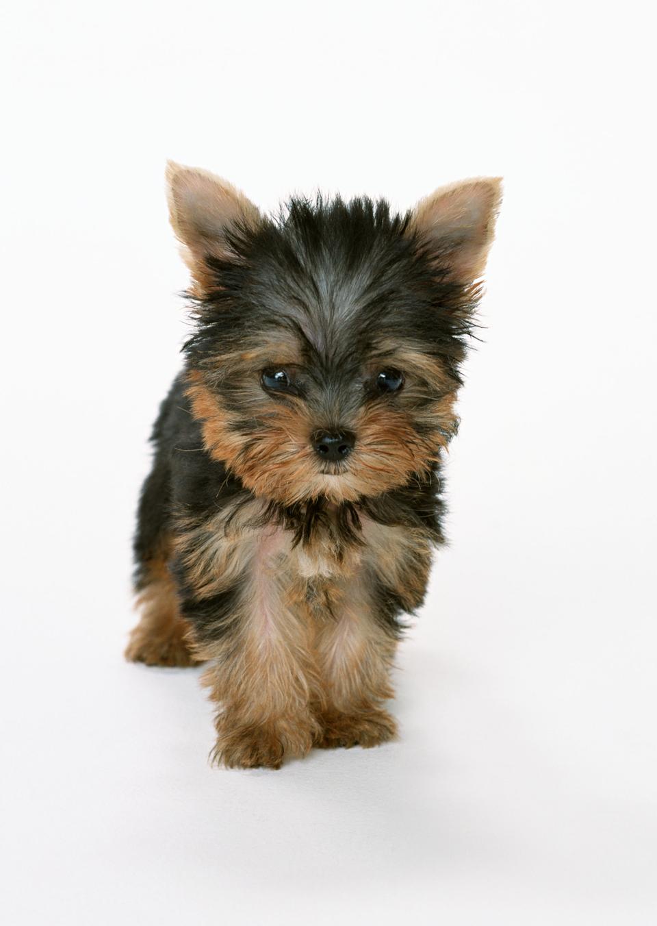 Free download high resolution image - free image free photo free stock image public domain picture  Beautiful Yorkshire terrier