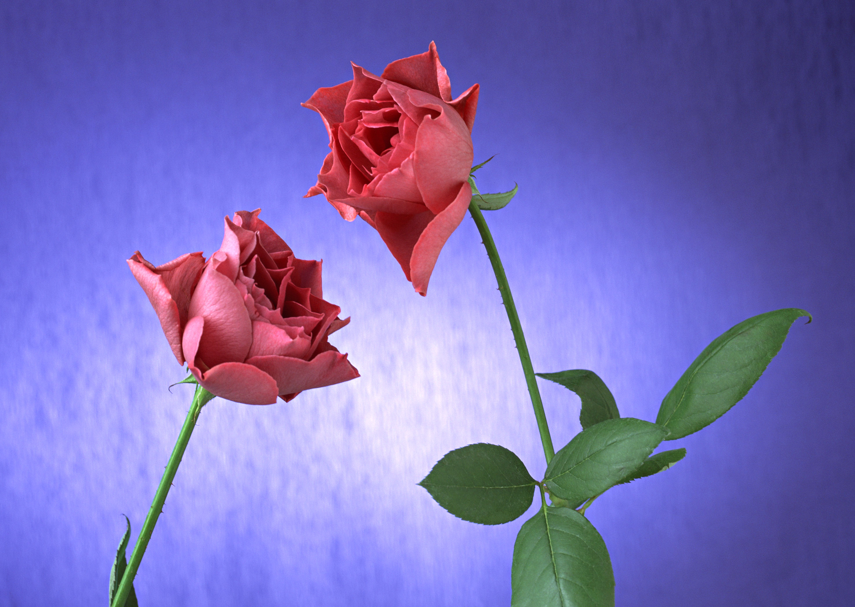 Free download high resolution image - free image free photo free stock image public domain picture -Bunch of rosy roses on blue