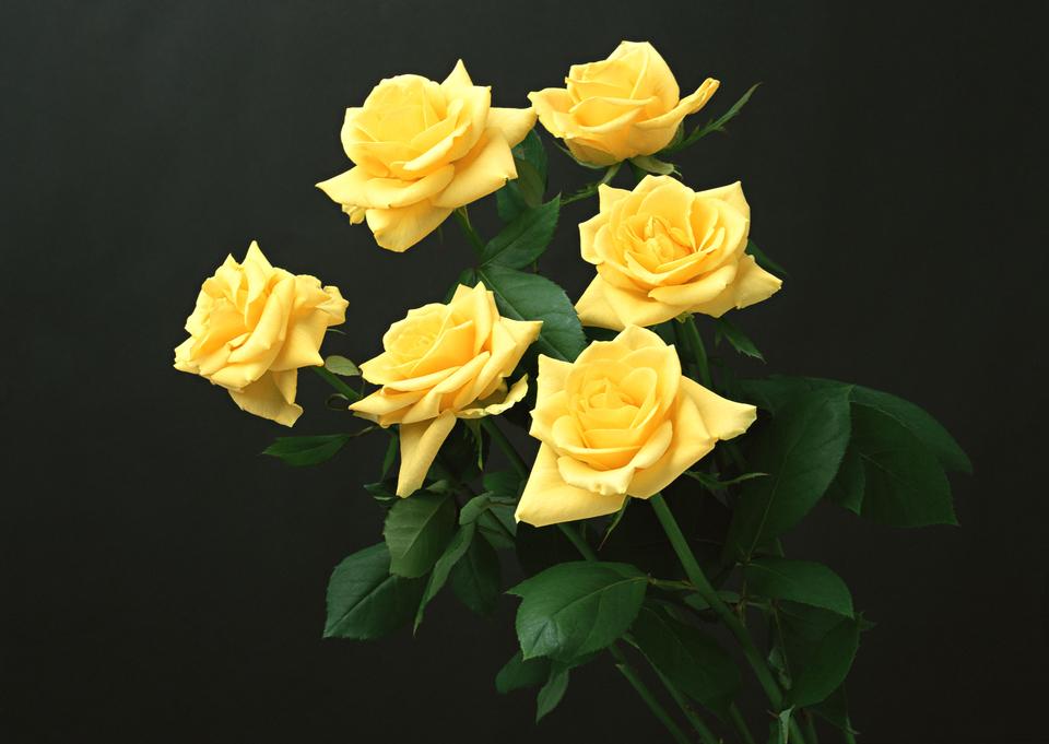 Free download high resolution image - free image free photo free stock image public domain picture  Yellow roses bunch isolated on black background.