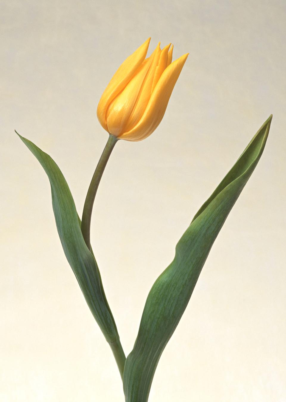 Free download high resolution image - free image free photo free stock image public domain picture  One yellow tulip