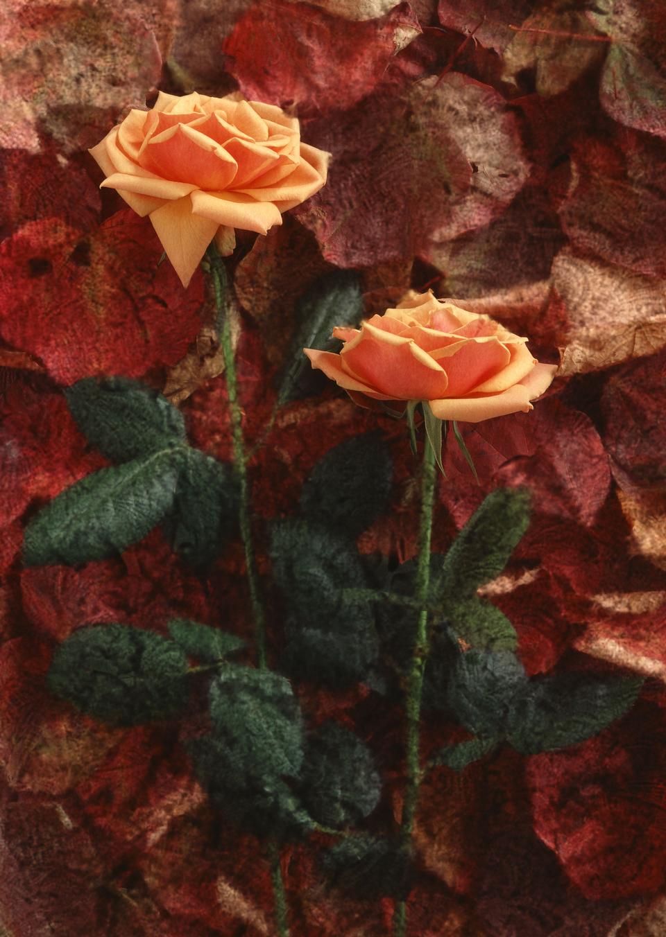 Free download high resolution image - free image free photo free stock image public domain picture  Two orange color roses