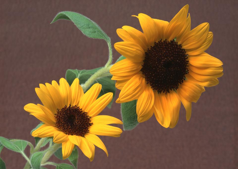 Free download high resolution image - free image free photo free stock image public domain picture  Sunflower brown background