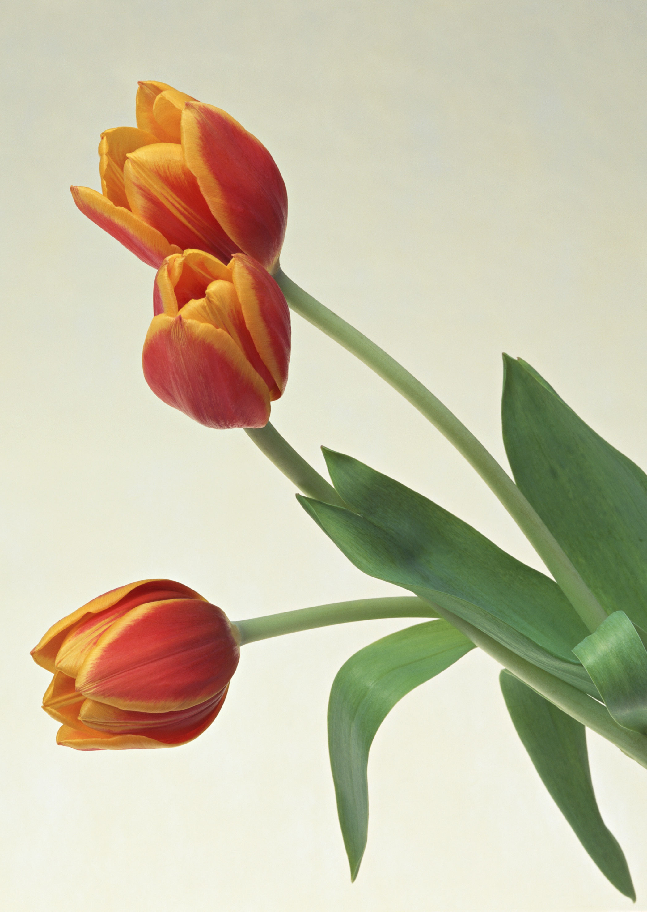 Free download high resolution image - free image free photo free stock image public domain picture -Red Tulips