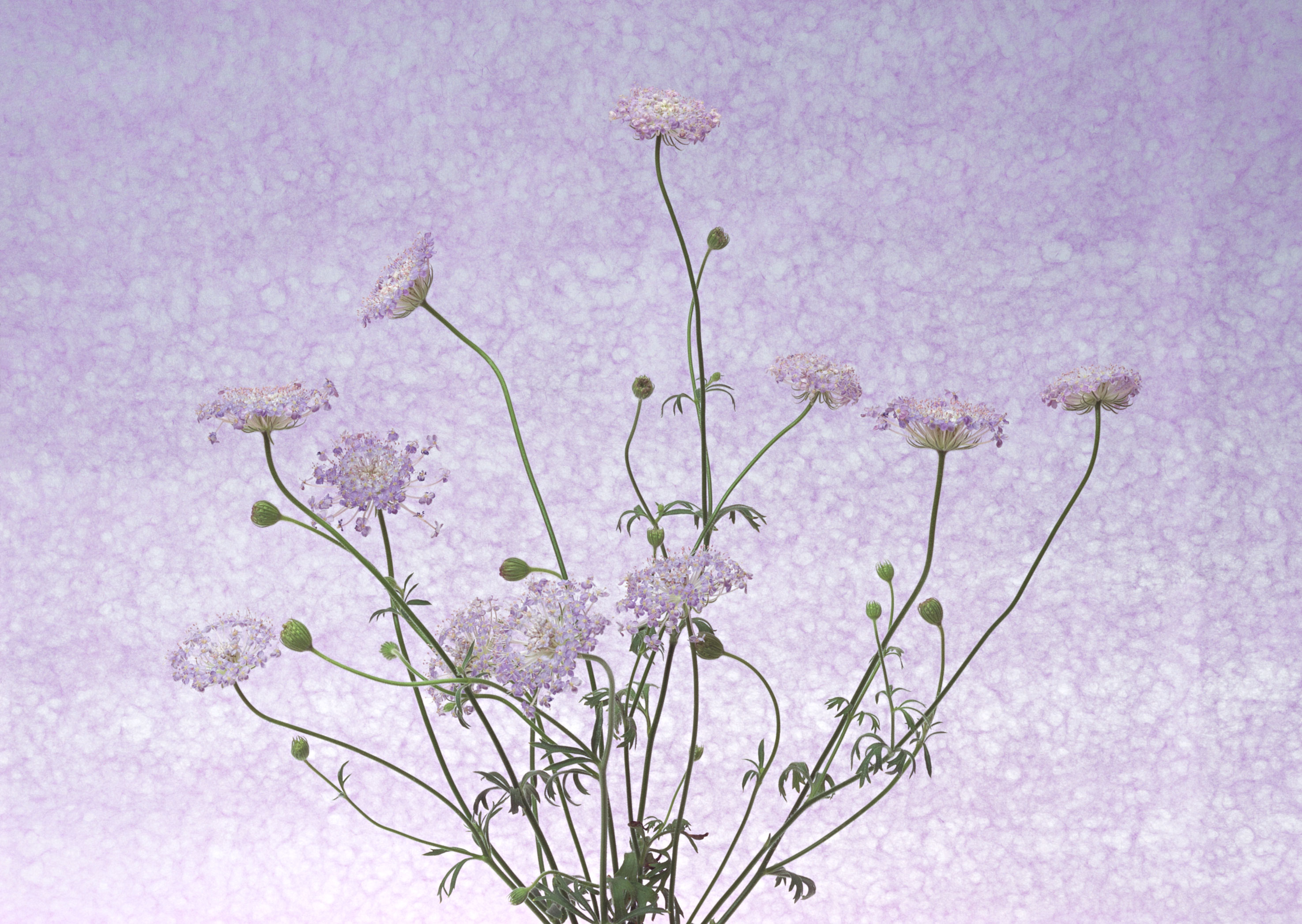 Free download high resolution image - free image free photo free stock image public domain picture -Light violet flowers