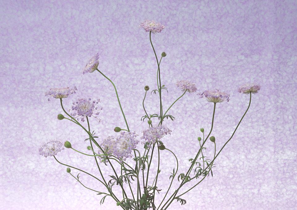 Free download high resolution image - free image free photo free stock image public domain picture  Light violet flowers