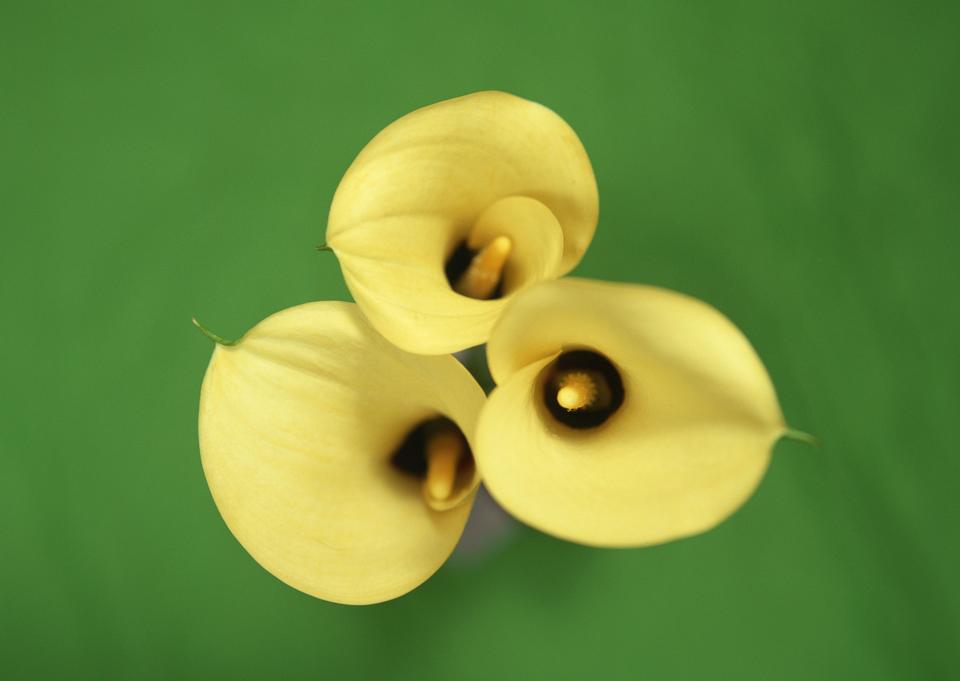 Free download high resolution image - free image free photo free stock image public domain picture  Yellow callas