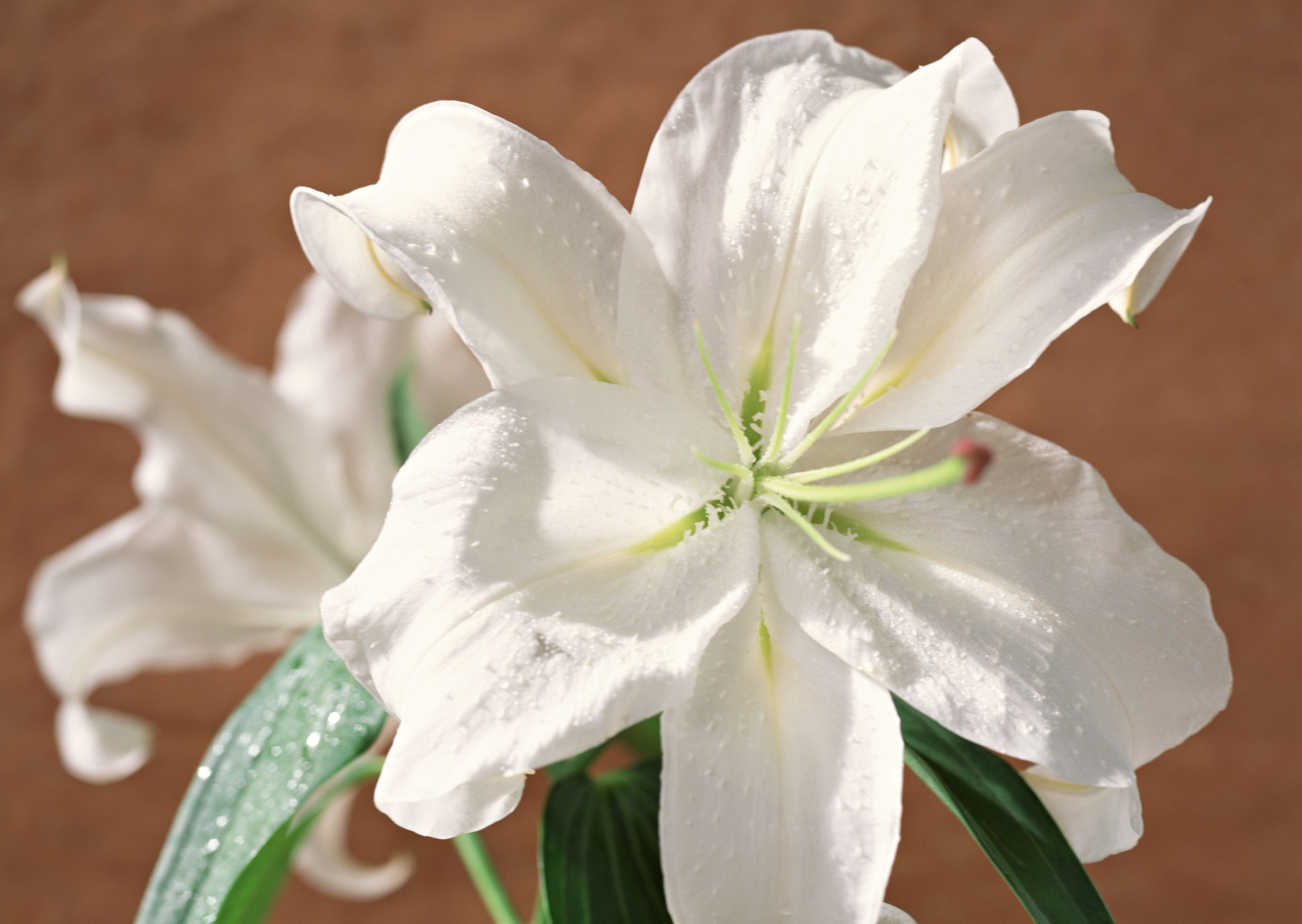 Free download high resolution image - free image free photo free stock image public domain picture -Easter Lily flowers