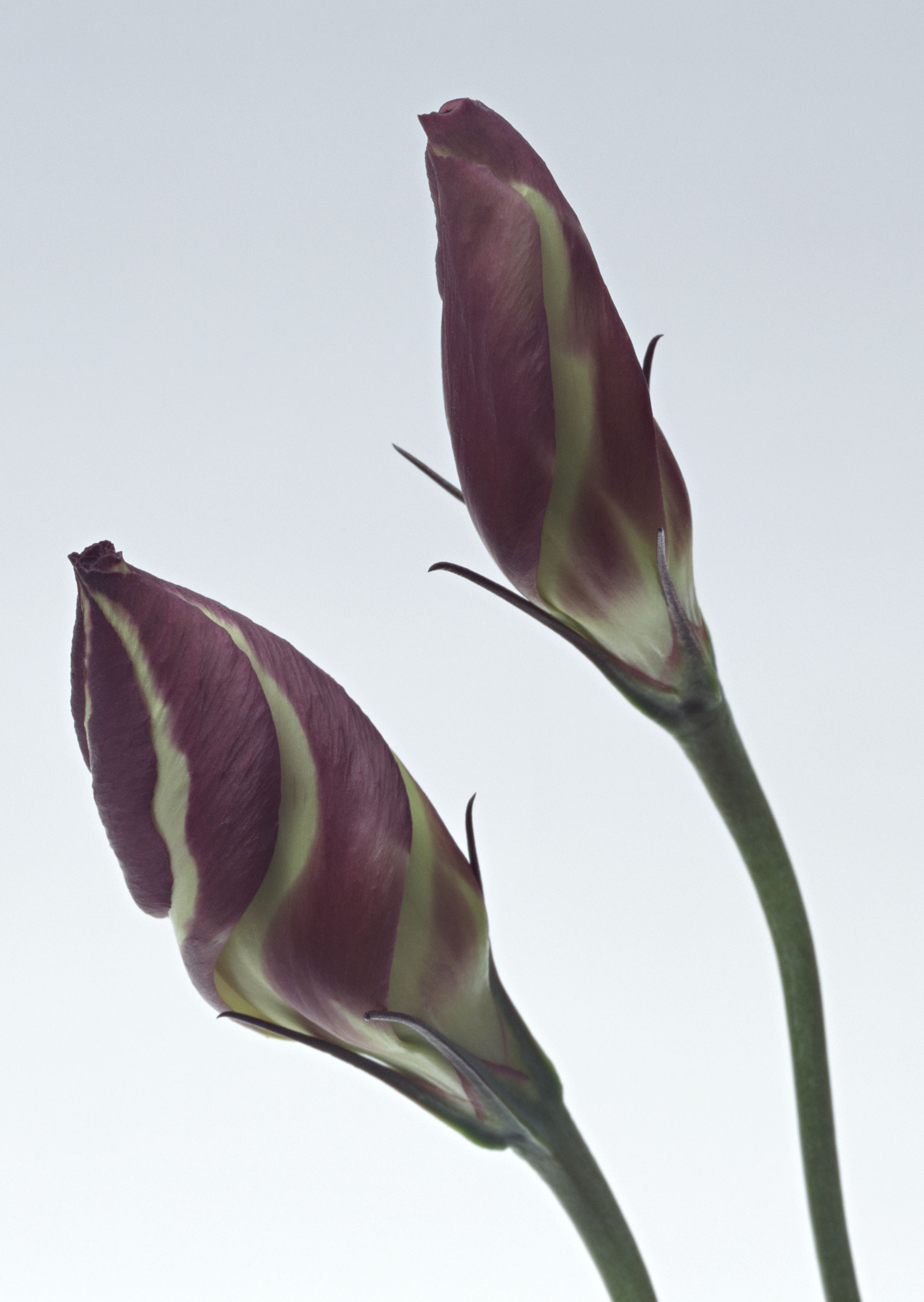 Free download high resolution image - free image free photo free stock image public domain picture -Lisianthus (Eustoma grandiflorum) - beautiful flowers and buds