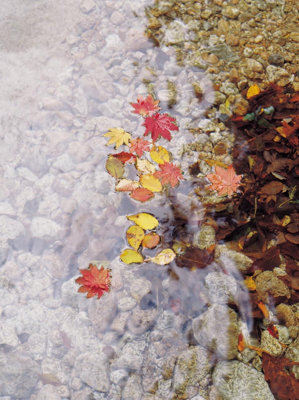 Free download high resolution image - free image free photo free stock image public domain picture  fallen leaves in a stream