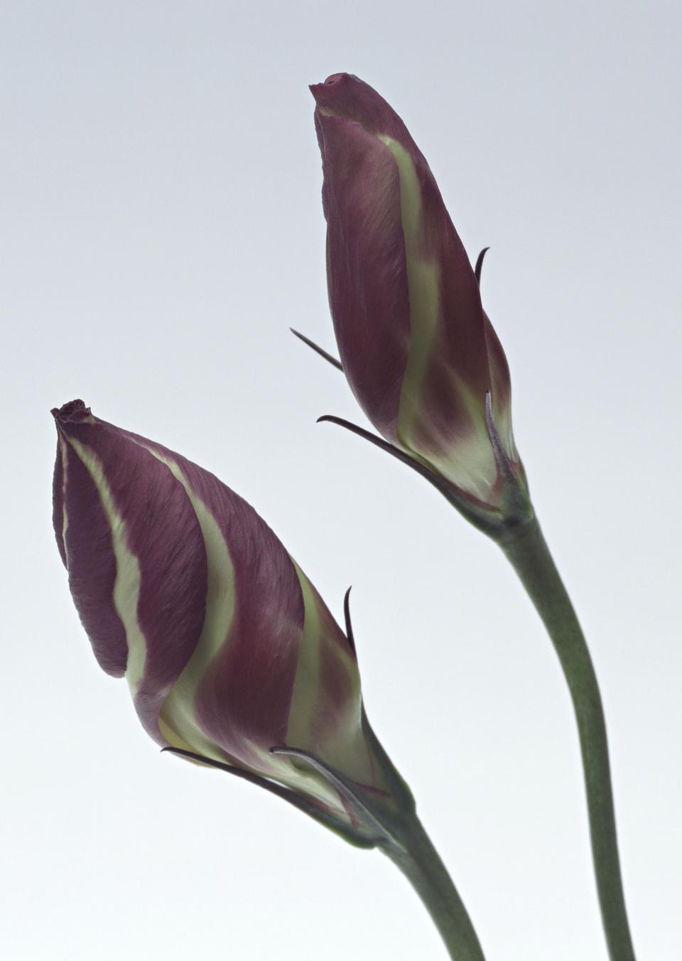 Free download high resolution image - free image free photo free stock image public domain picture  Lisianthus (Eustoma grandiflorum) - beautiful flowers and buds