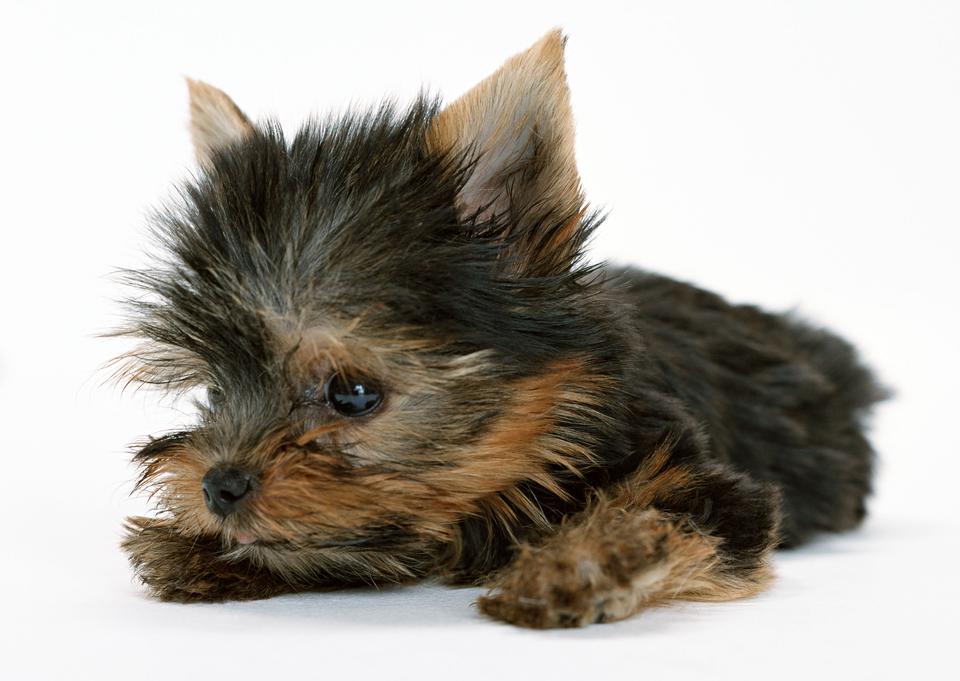 Free download high resolution image - free image free photo free stock image public domain picture  yorkshire terrier puppy