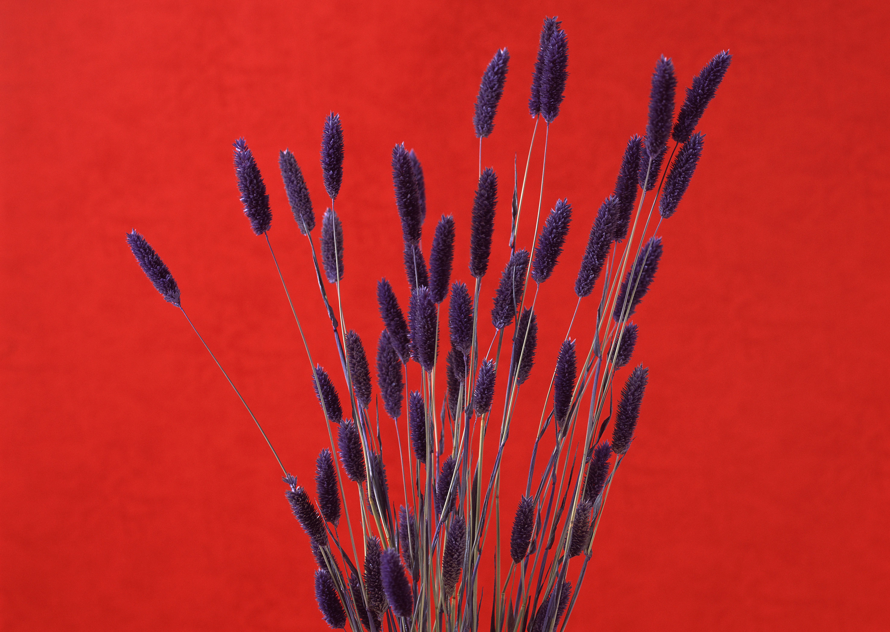 Free download high resolution image - free image free photo free stock image public domain picture -Dried blue grass flower