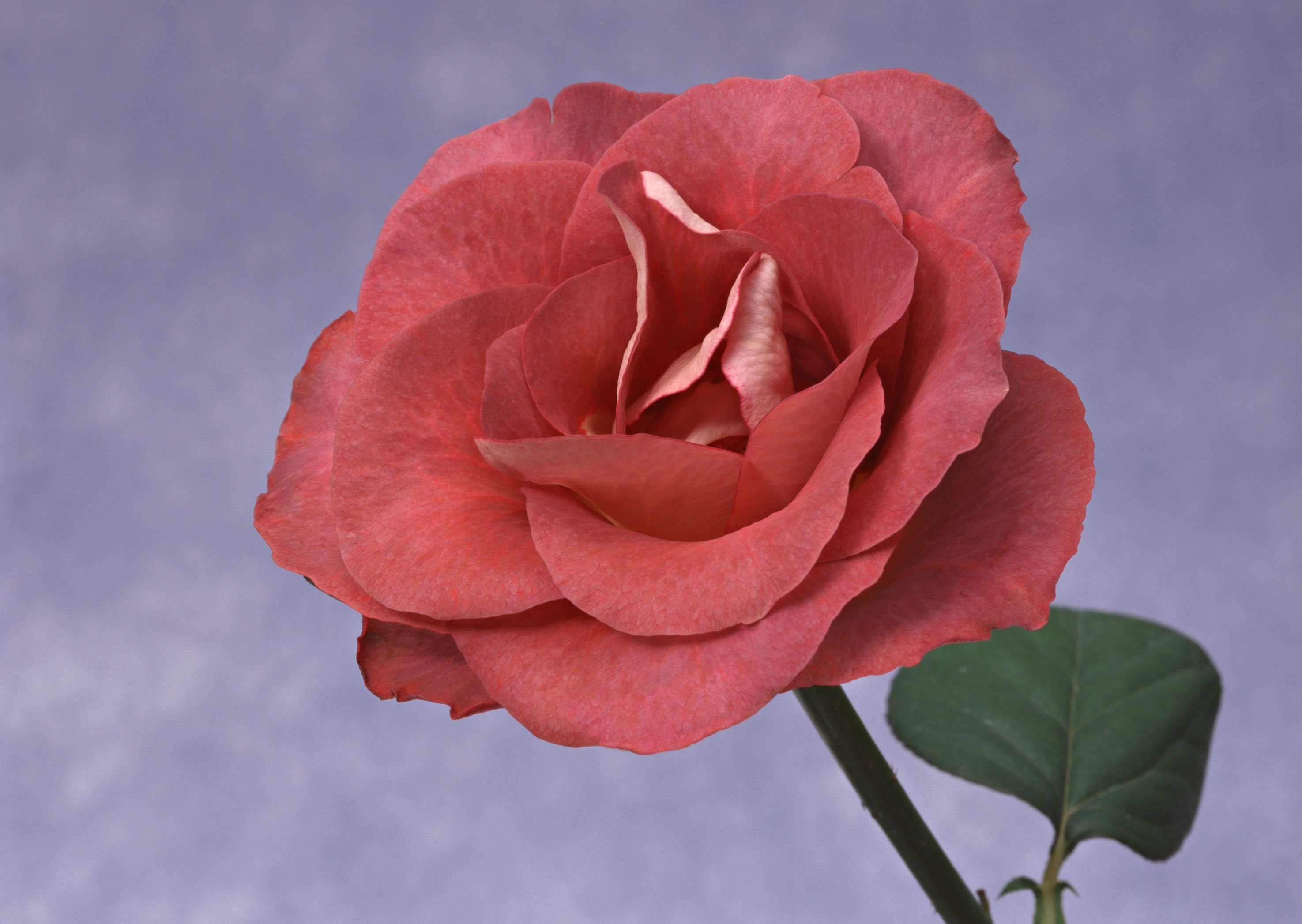 Free download high resolution image - free image free photo free stock image public domain picture -Single beautiful red rose isolated on white background