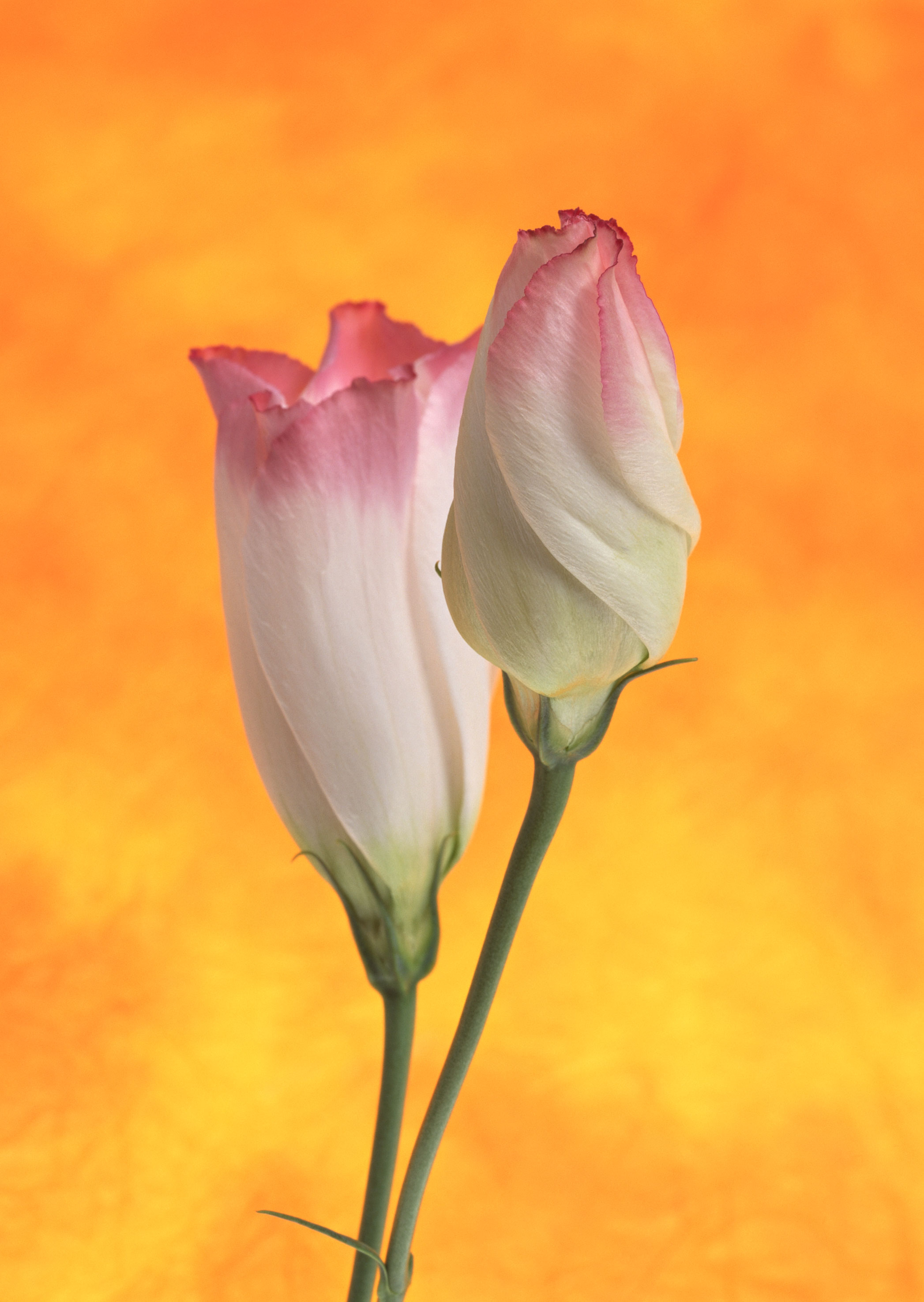 Free download high resolution image - free image free photo free stock image public domain picture -Two pink eustoma on white