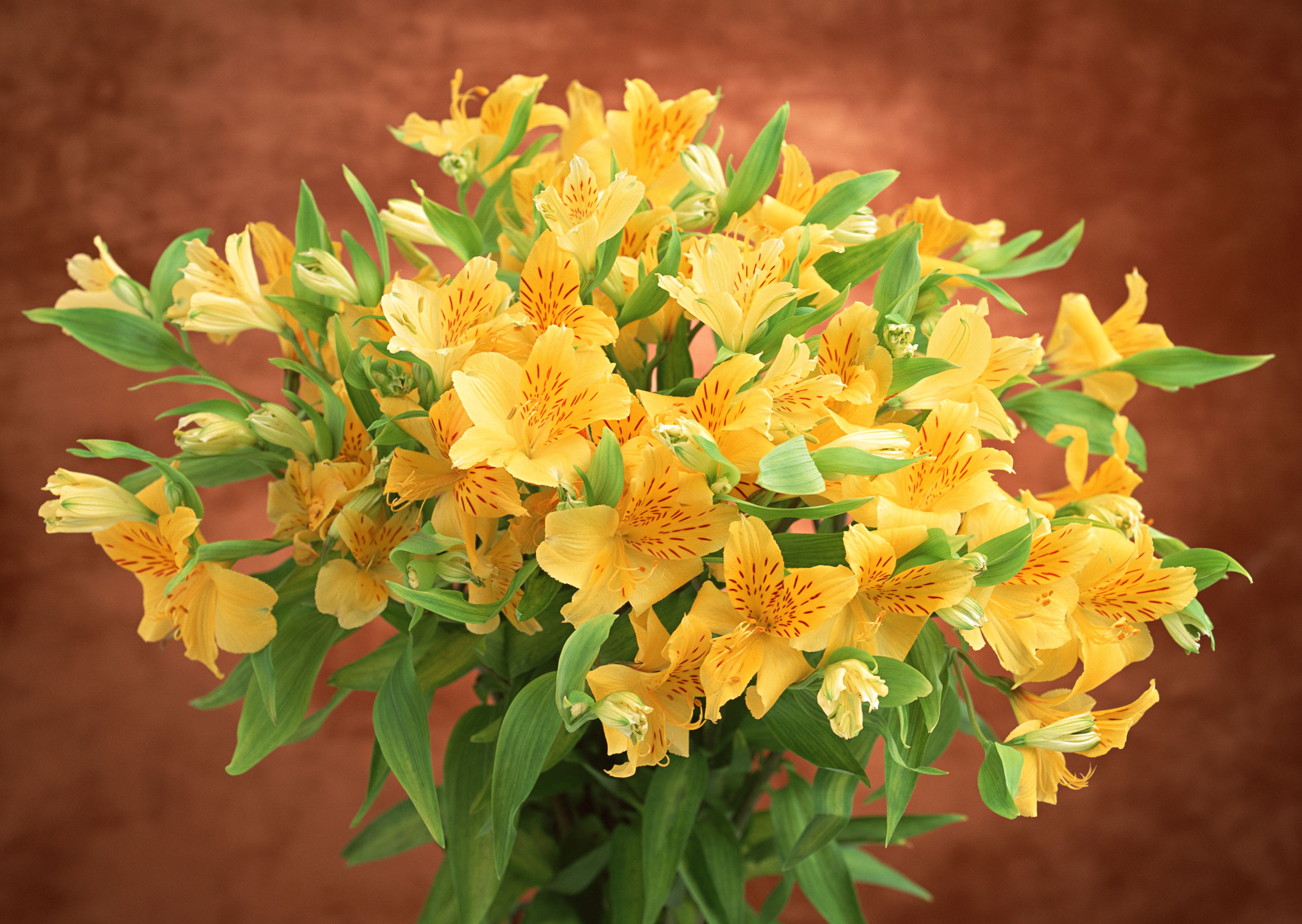 Free download high resolution image - free image free photo free stock image public domain picture -Yellow daylily