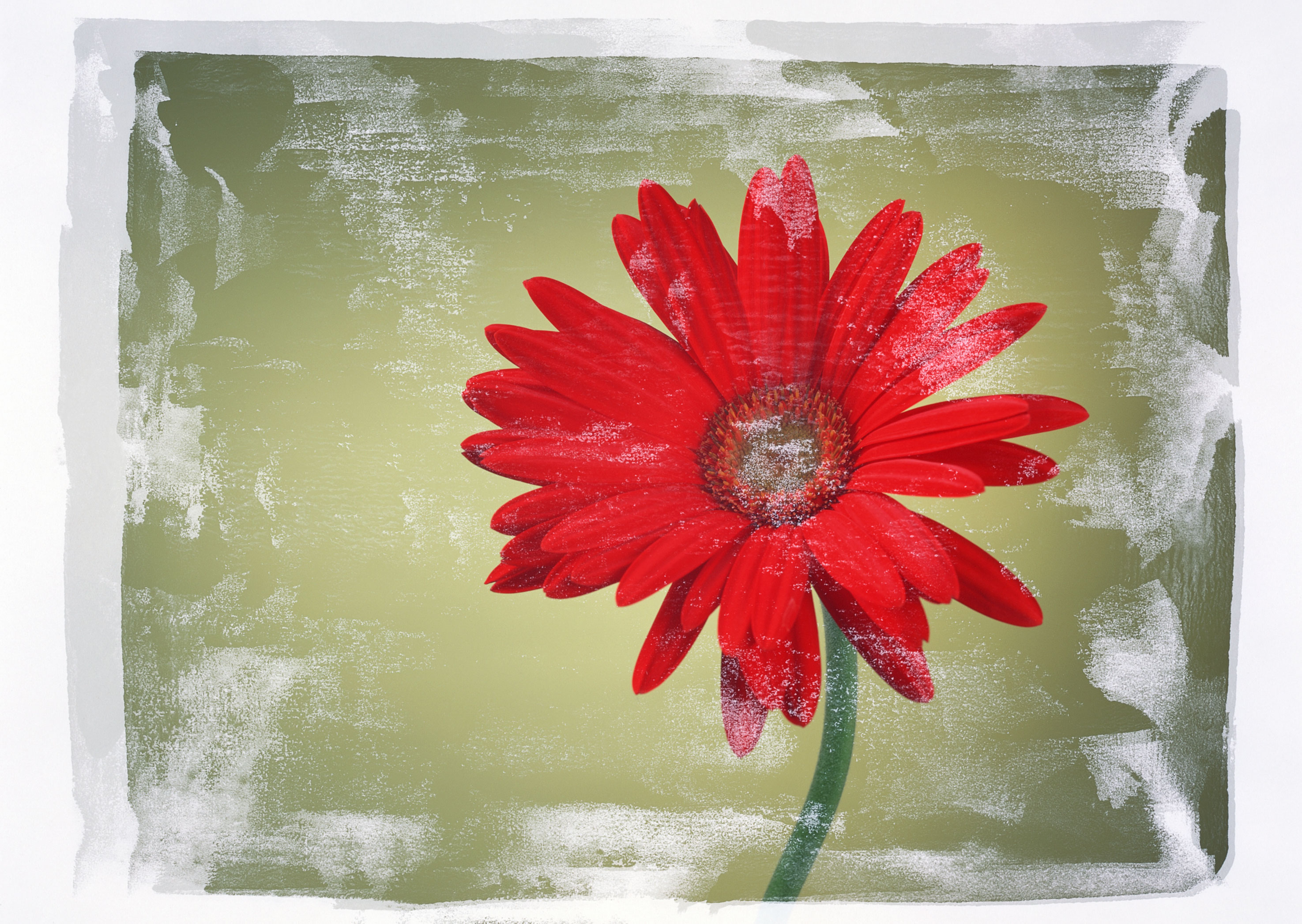 Free download high resolution image - free image free photo free stock image public domain picture -Red daisy in vintage style