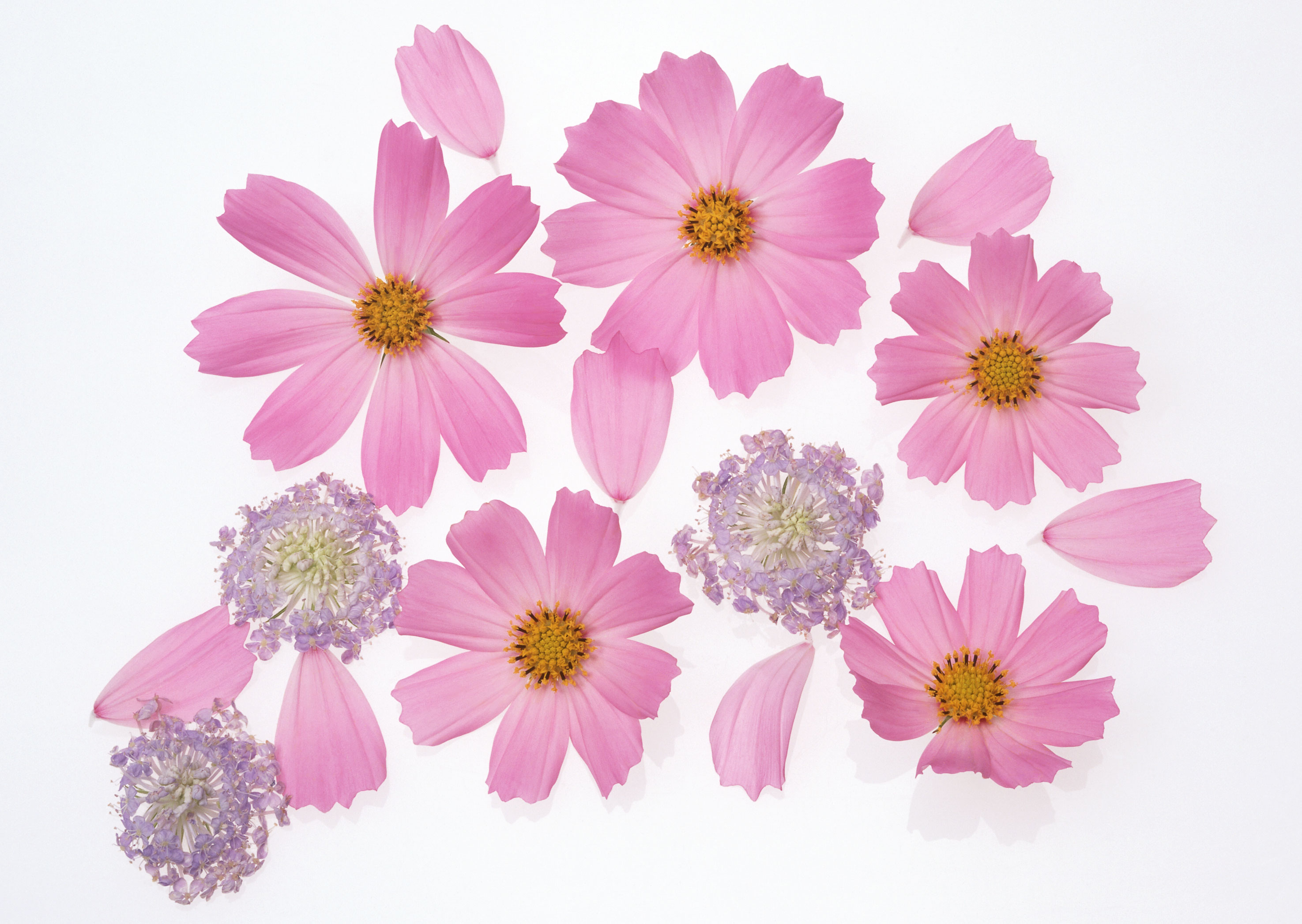 Free download high resolution image - free image free photo free stock image public domain picture -Cosmos flower and petals isolated on white background