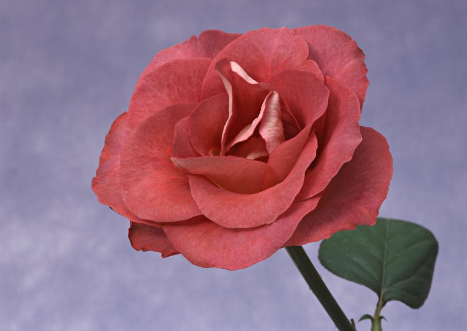 Free download high resolution image - free image free photo free stock image public domain picture  Single beautiful red rose isolated on white background