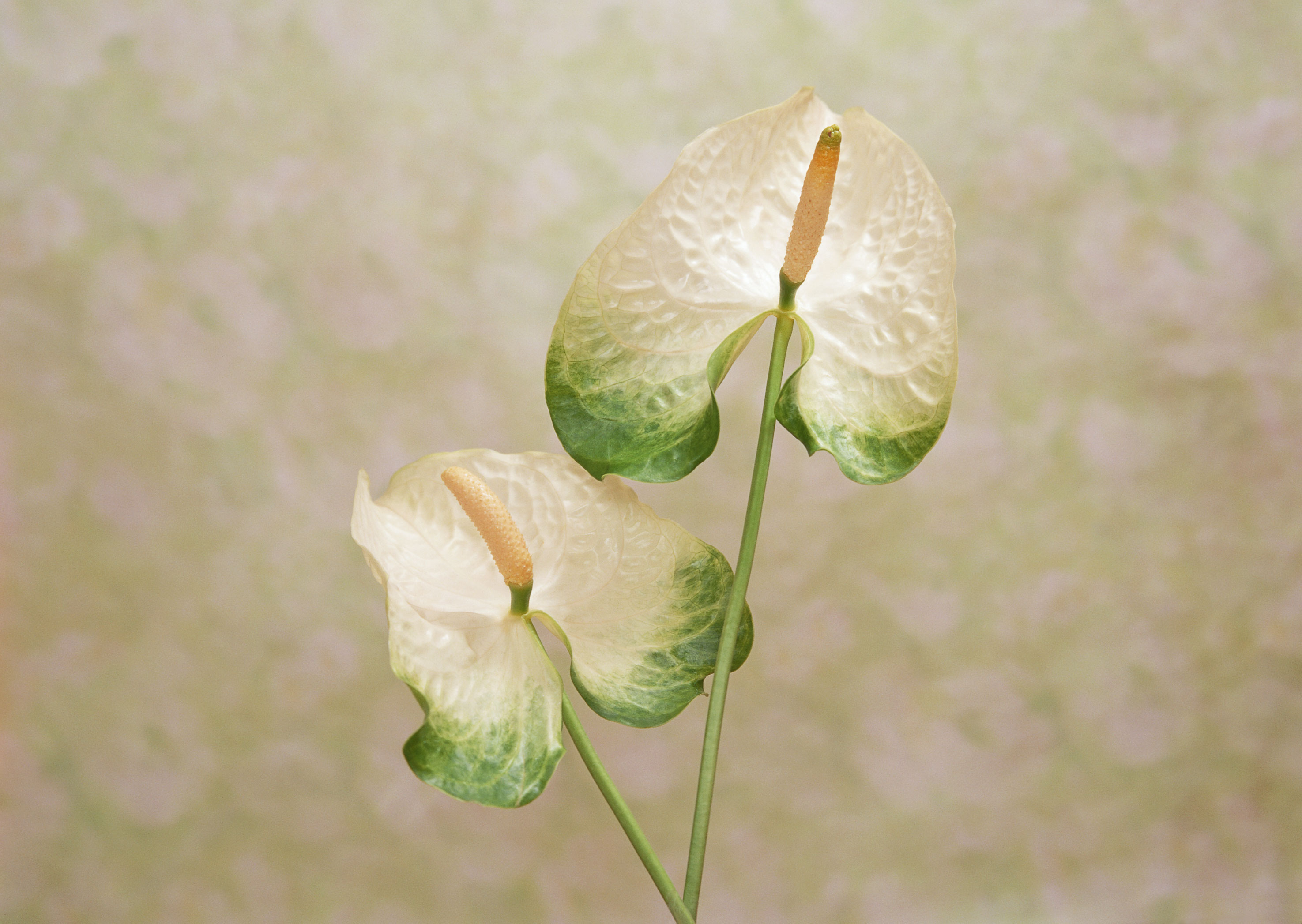 Free download high resolution image - free image free photo free stock image public domain picture -Single White flower Spadix