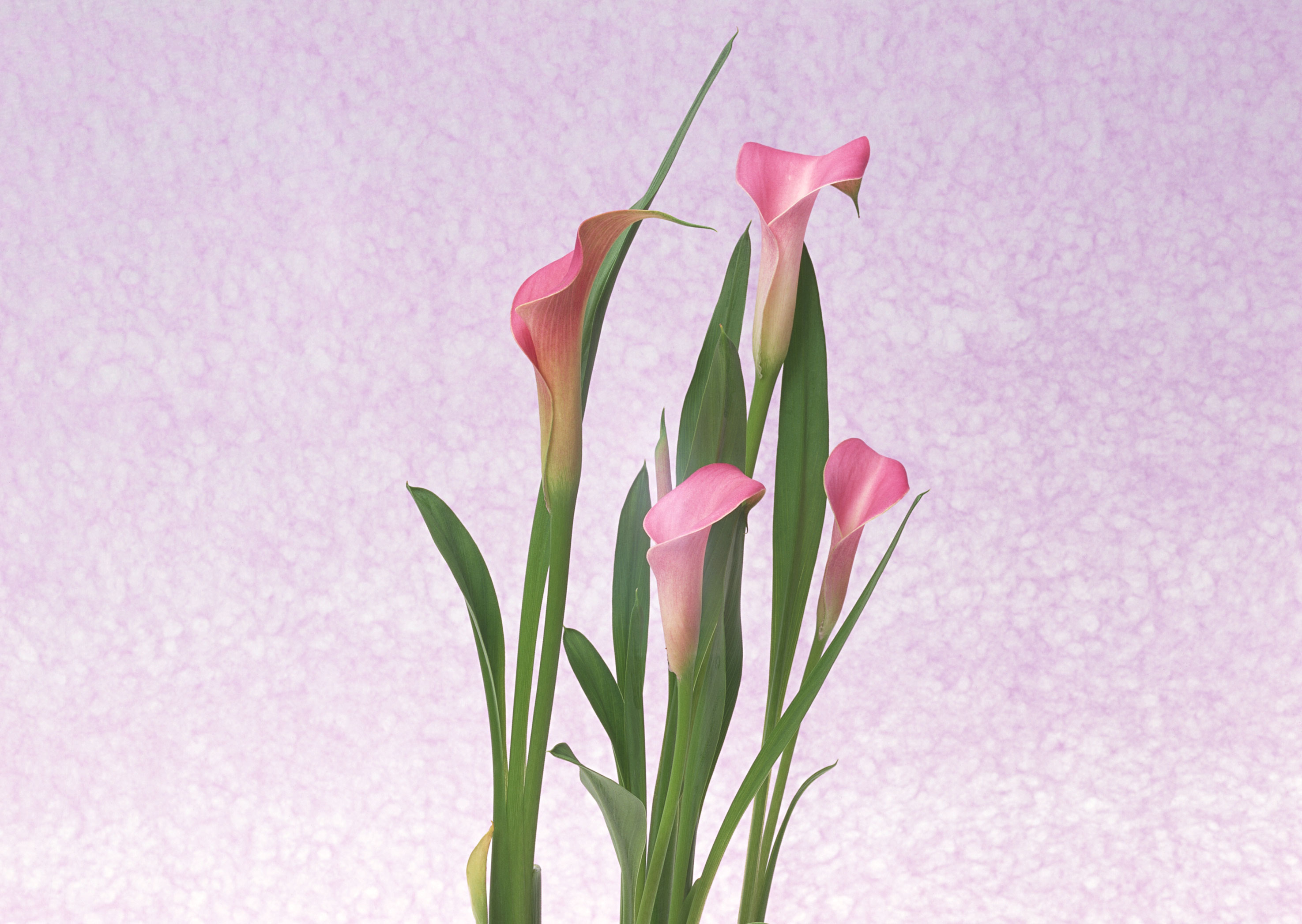 Free download high resolution image - free image free photo free stock image public domain picture -Pink Calla beautiful flower on a white background