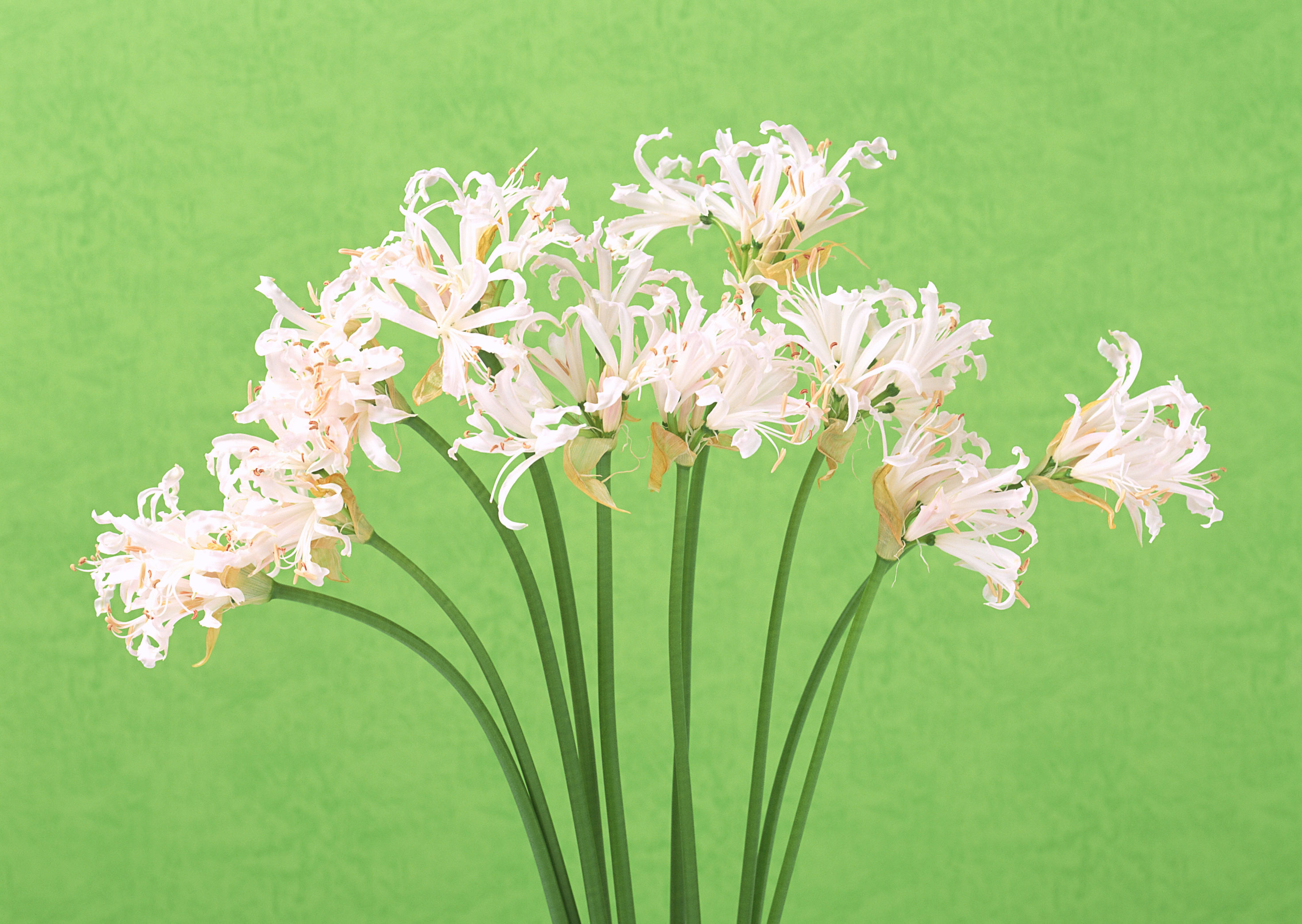 Free download high resolution image - free image free photo free stock image public domain picture -White flowers on green background