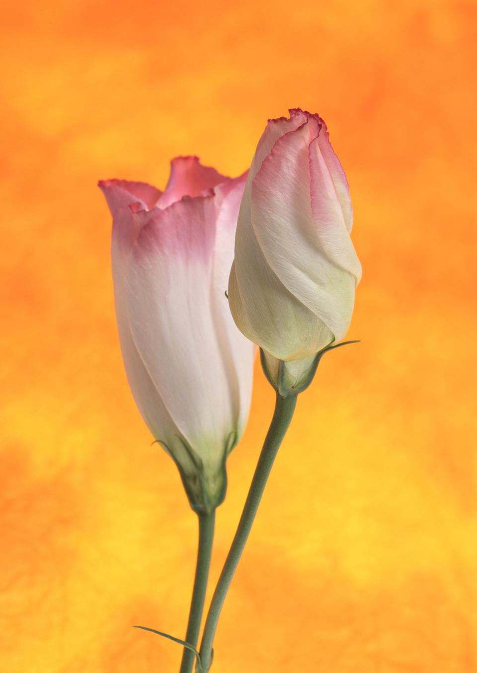 Free download high resolution image - free image free photo free stock image public domain picture  Two pink eustoma on white