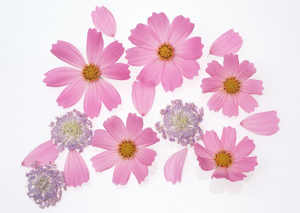 Free download high resolution image - free image free photo free stock image public domain picture  Cosmos flower and petals isolated on white background