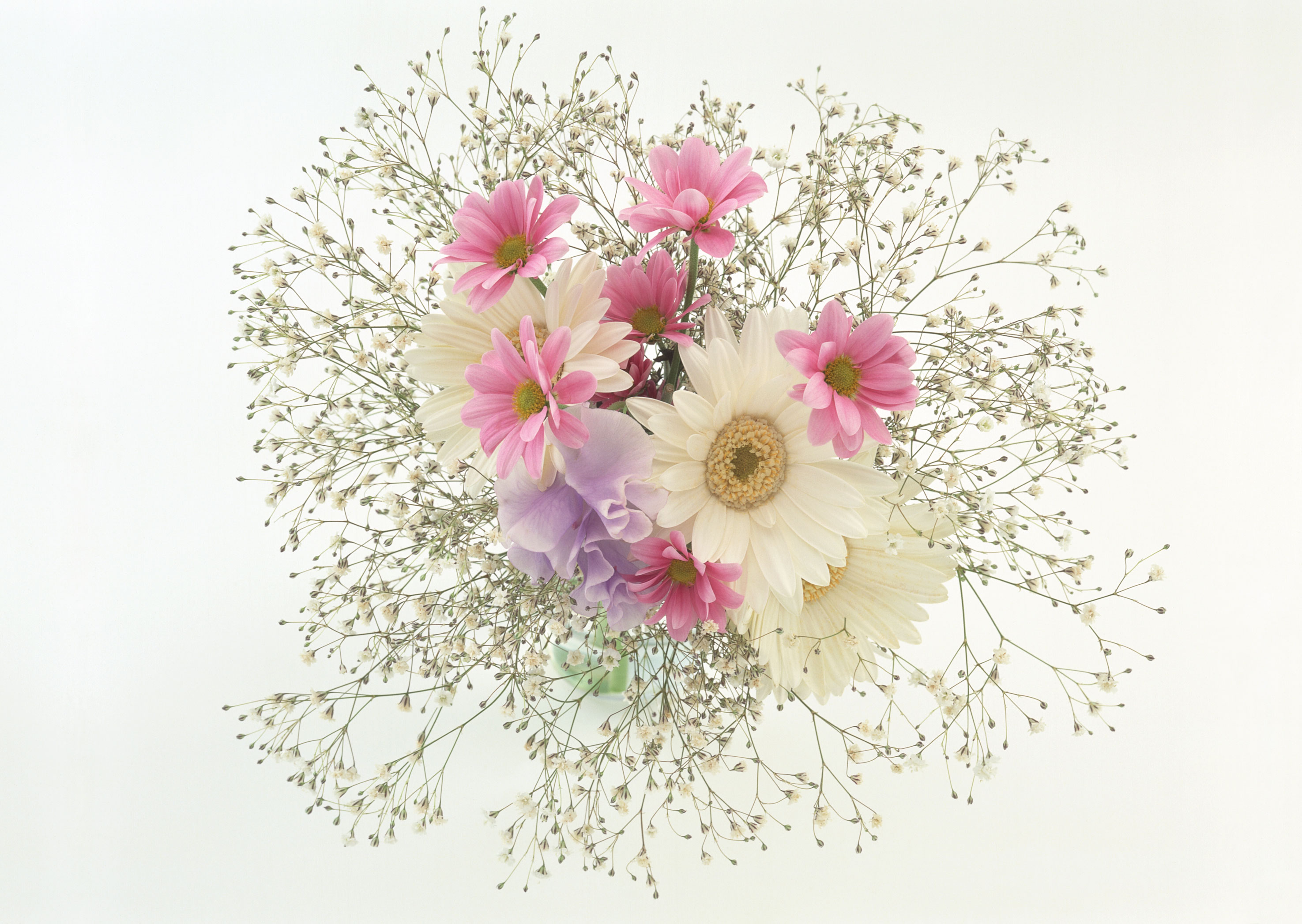 Free download high resolution image - free image free photo free stock image public domain picture -Autumn bouquet of pink gerberas