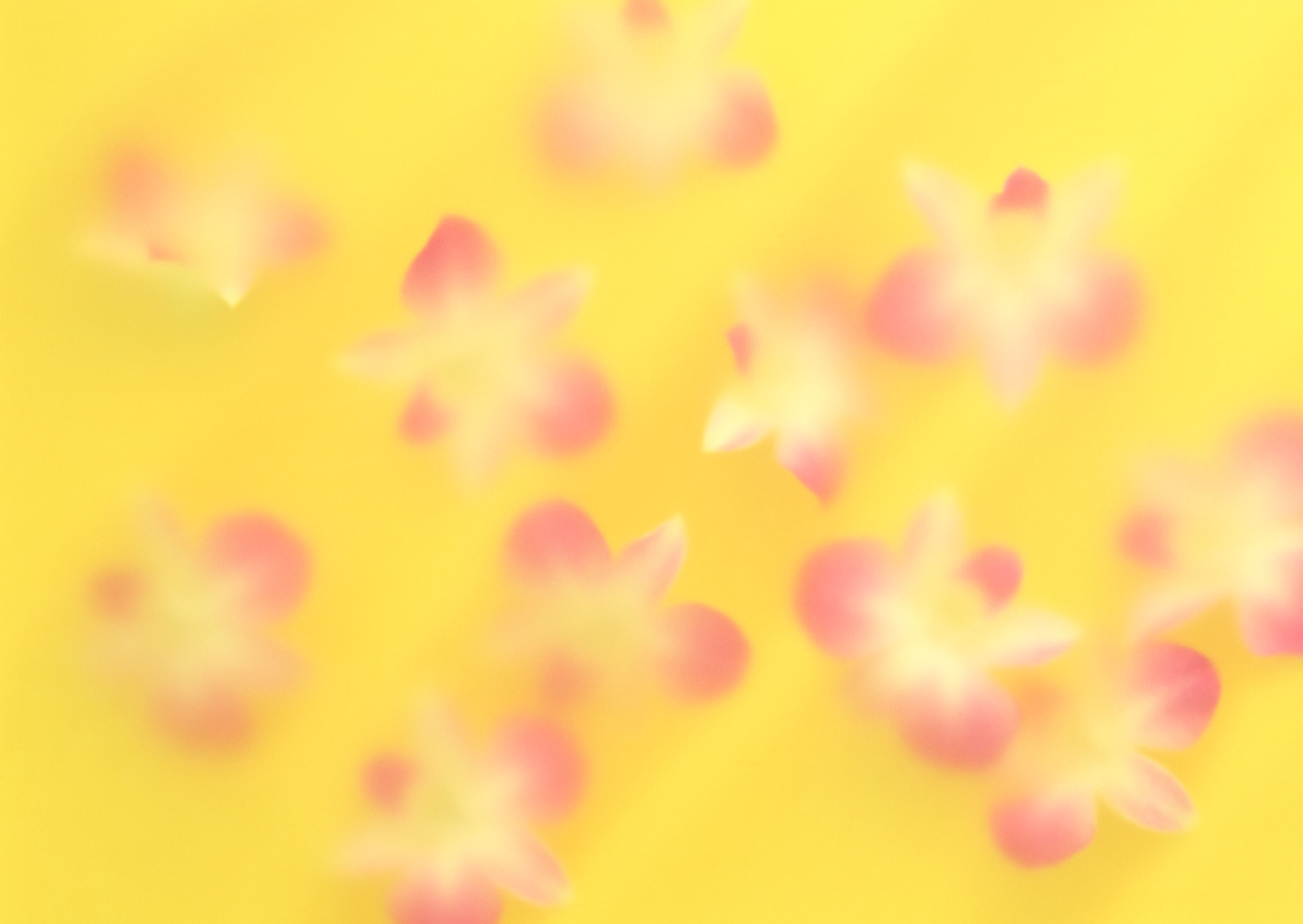 Free download high resolution image - free image free photo free stock image public domain picture -Yellow effect Flower background