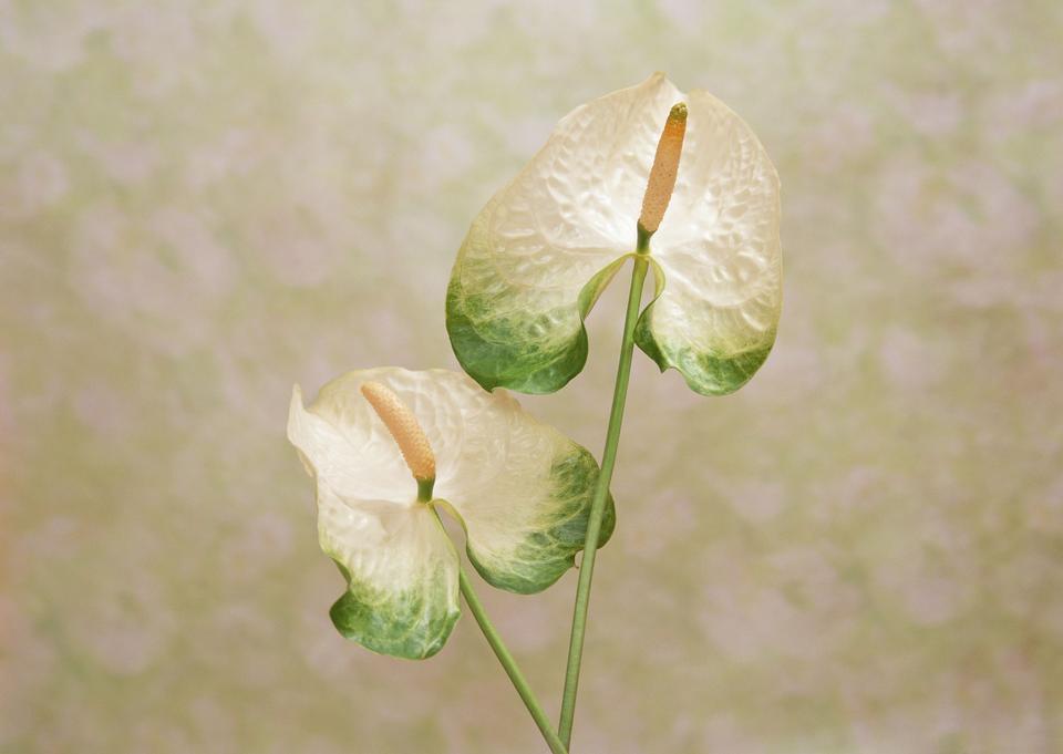 Free download high resolution image - free image free photo free stock image public domain picture  Single White flower Spadix