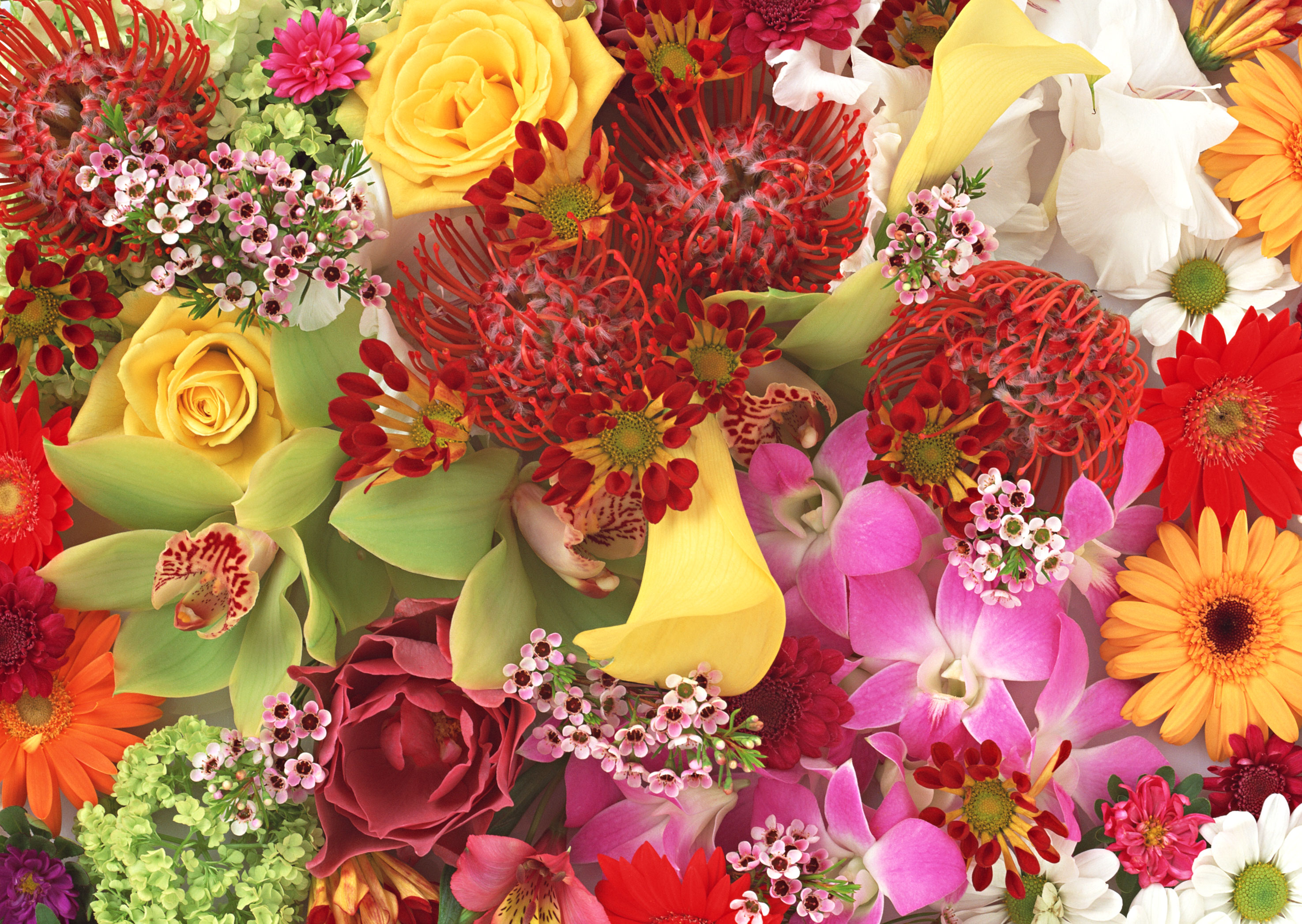 Free download high resolution image - free image free photo free stock image public domain picture -Bright and beautiful colors flowers.