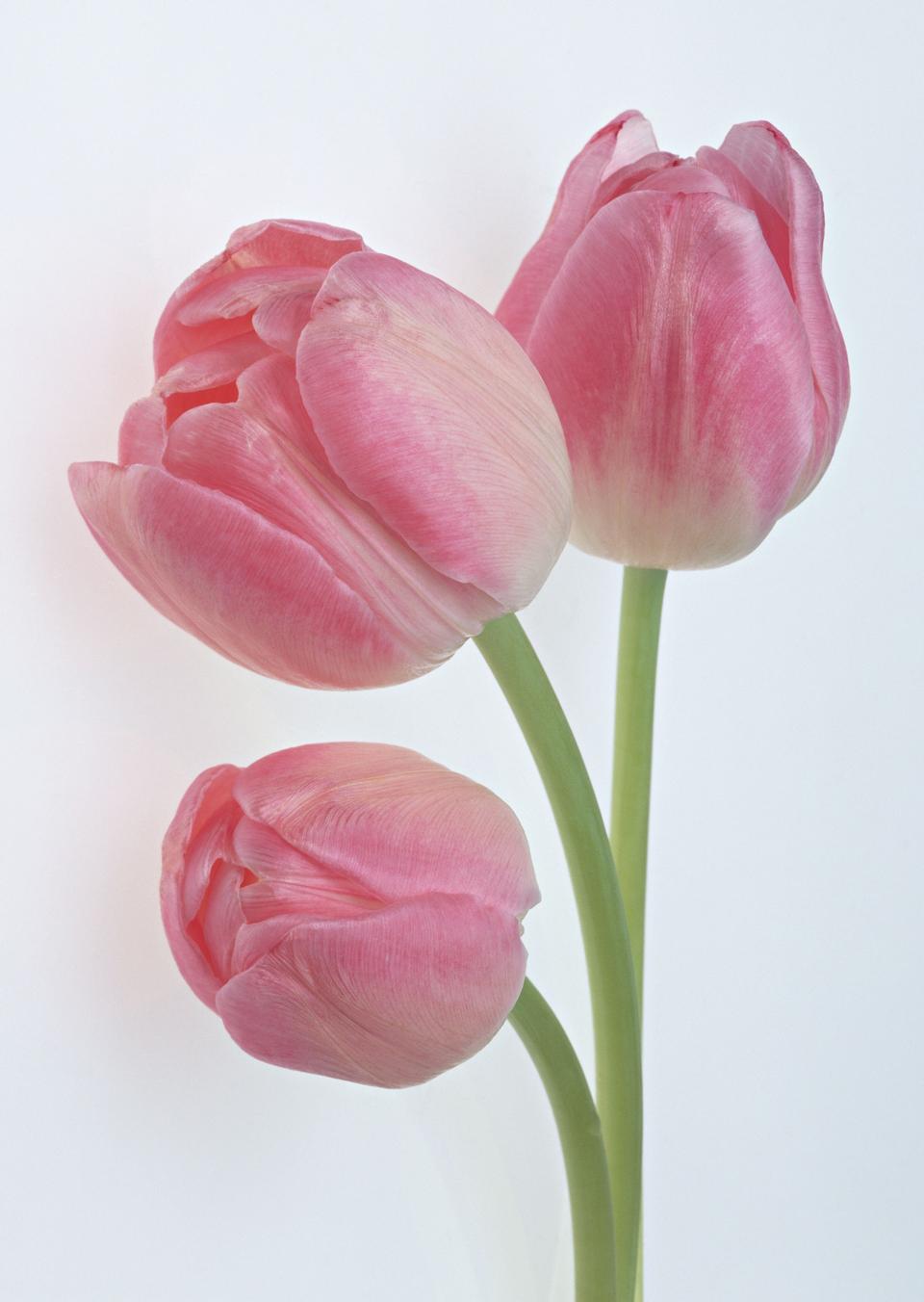 Free download high resolution image - free image free photo free stock image public domain picture  Bouquet of tulips