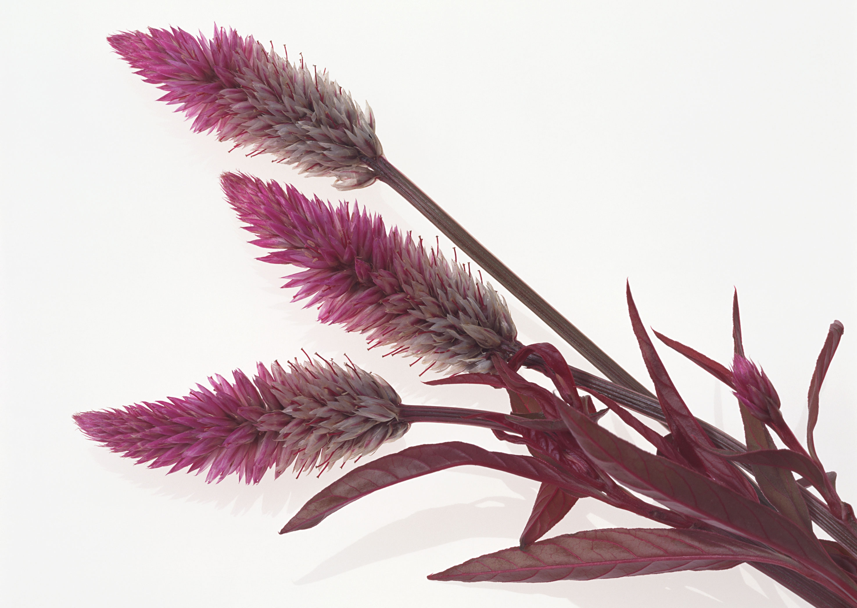 Free download high resolution image - free image free photo free stock image public domain picture -purple flowers on a white background