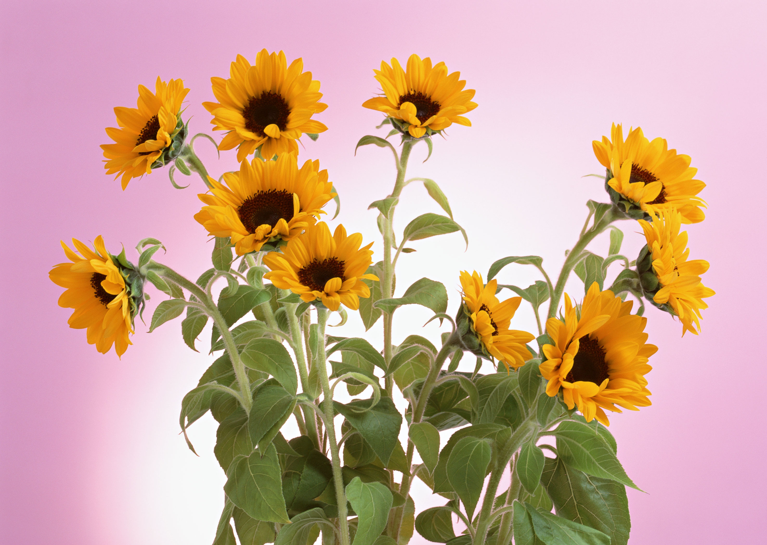 Free download high resolution image - free image free photo free stock image public domain picture -sunflower isolated on pink background