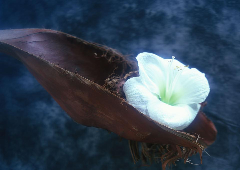 Free download high resolution image - free image free photo free stock image public domain picture  white lily