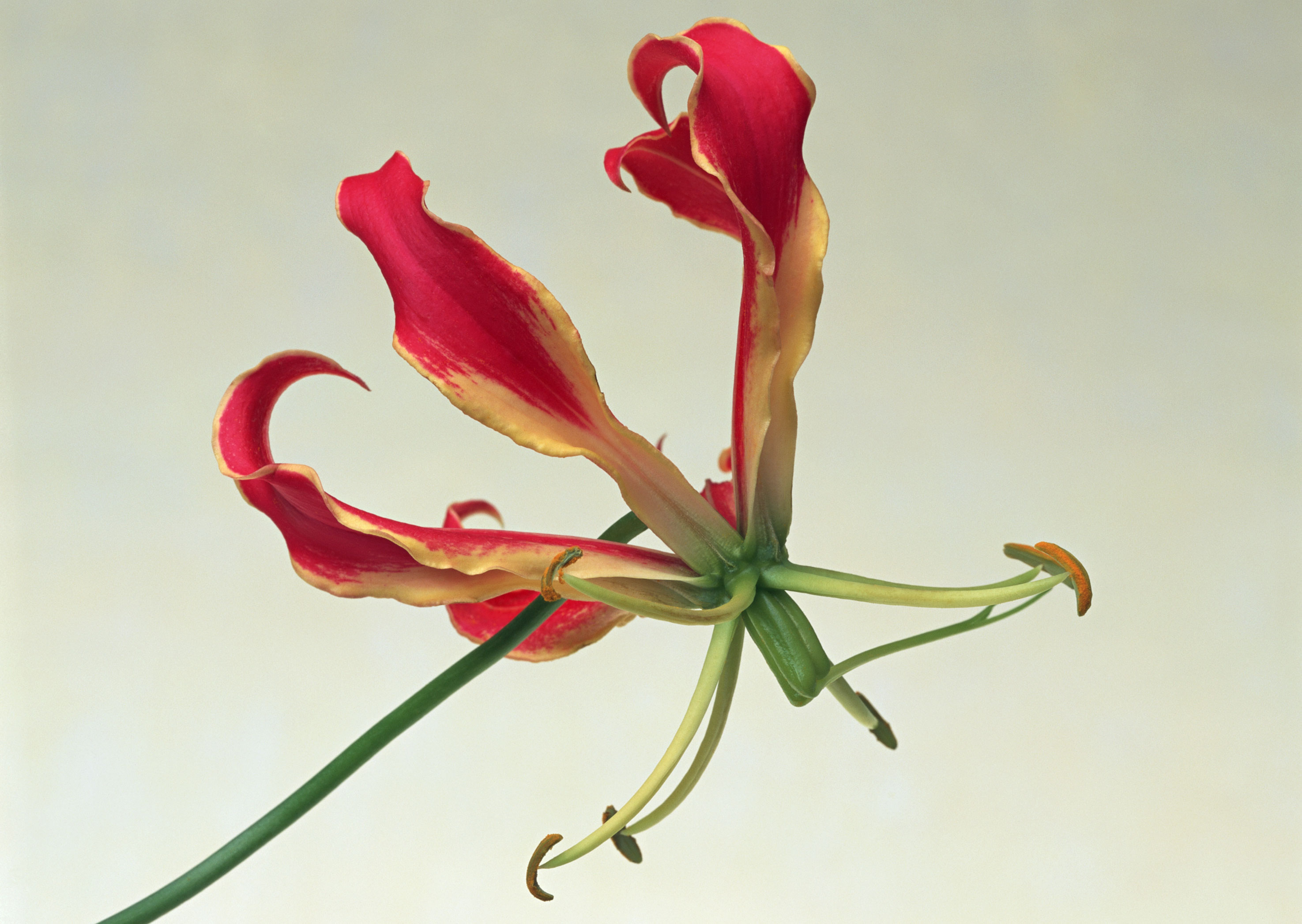 Free download high resolution image - free image free photo free stock image public domain picture -Gloriosa Superba