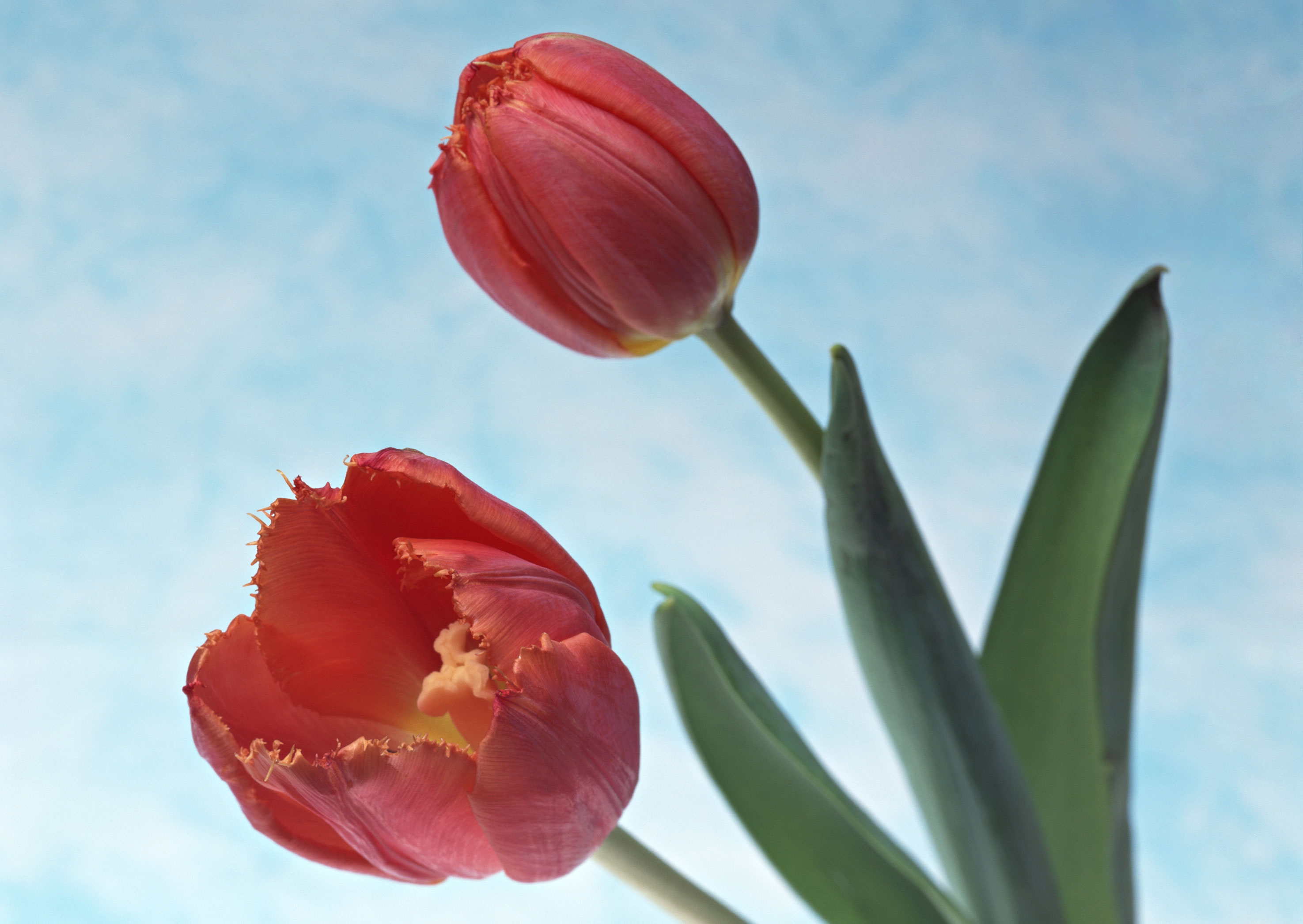 Free download high resolution image - free image free photo free stock image public domain picture -Two red tulip on sky color