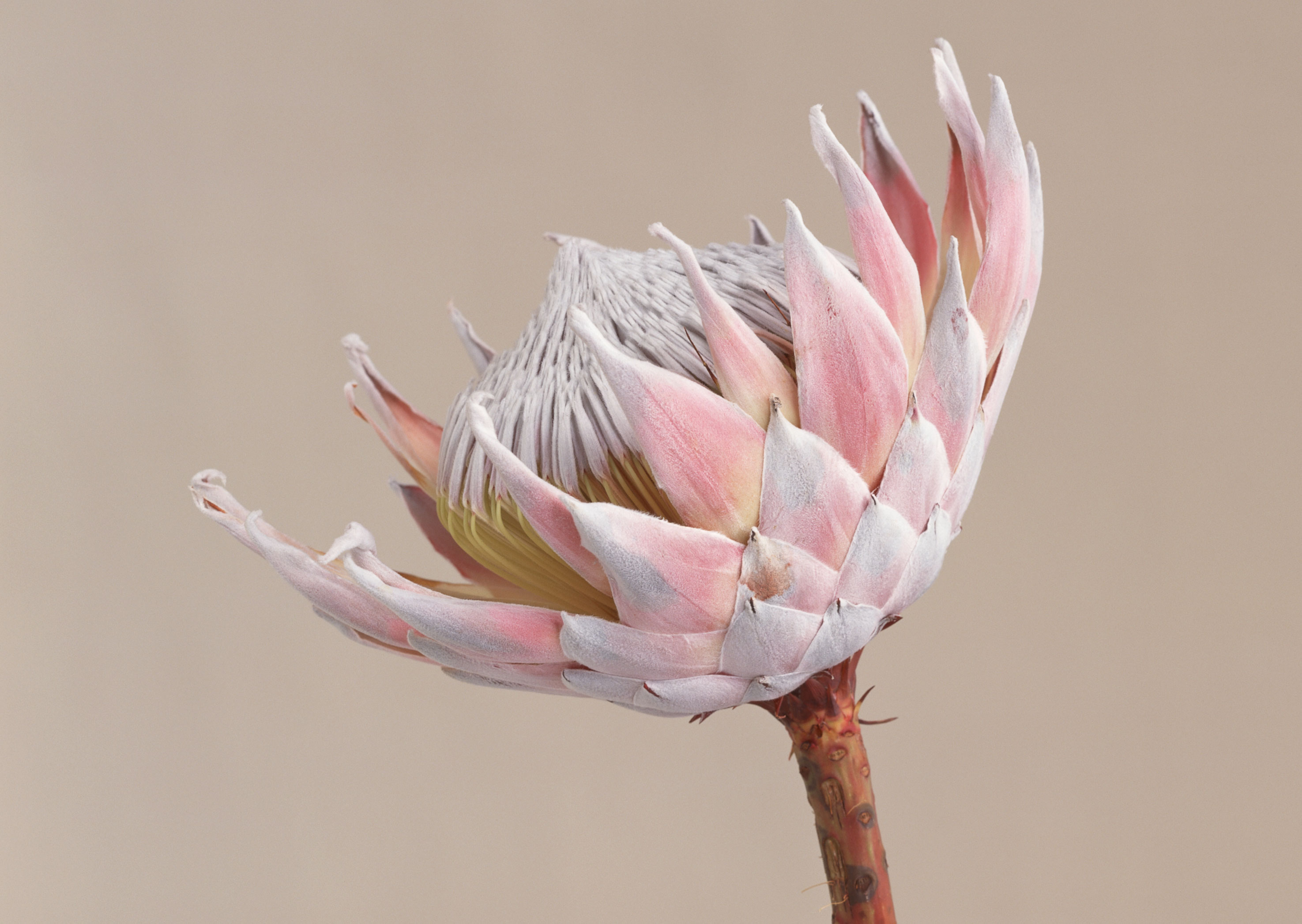 Free download high resolution image - free image free photo free stock image public domain picture -king Protea pink (Protea cynaroides).