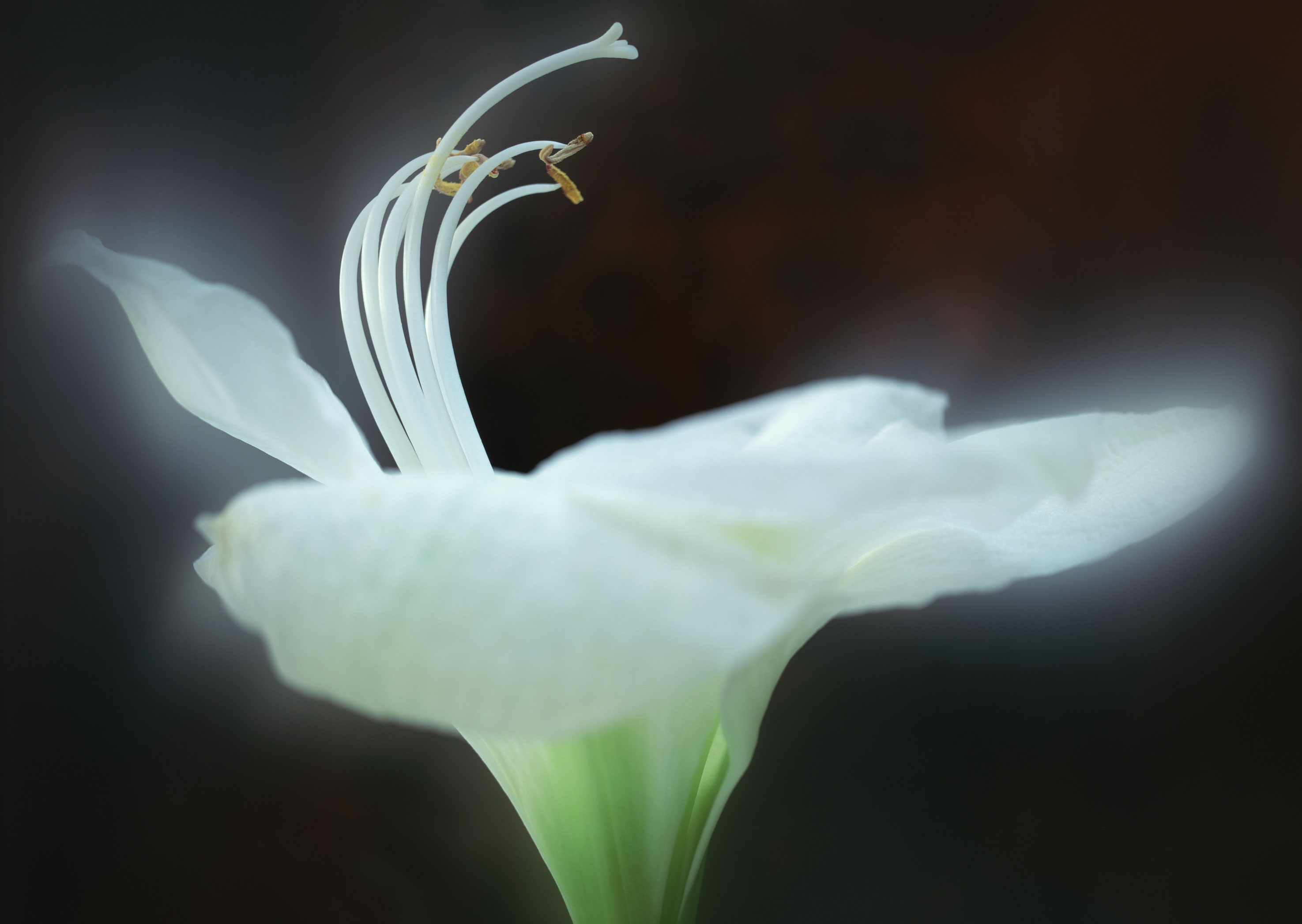 Free download high resolution image - free image free photo free stock image public domain picture -White lily in out forcus