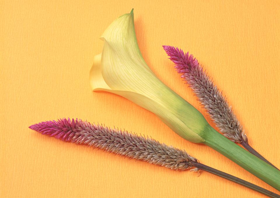 Free download high resolution image - free image free photo free stock image public domain picture  Calla Lily flower and stem isolated on yellow background