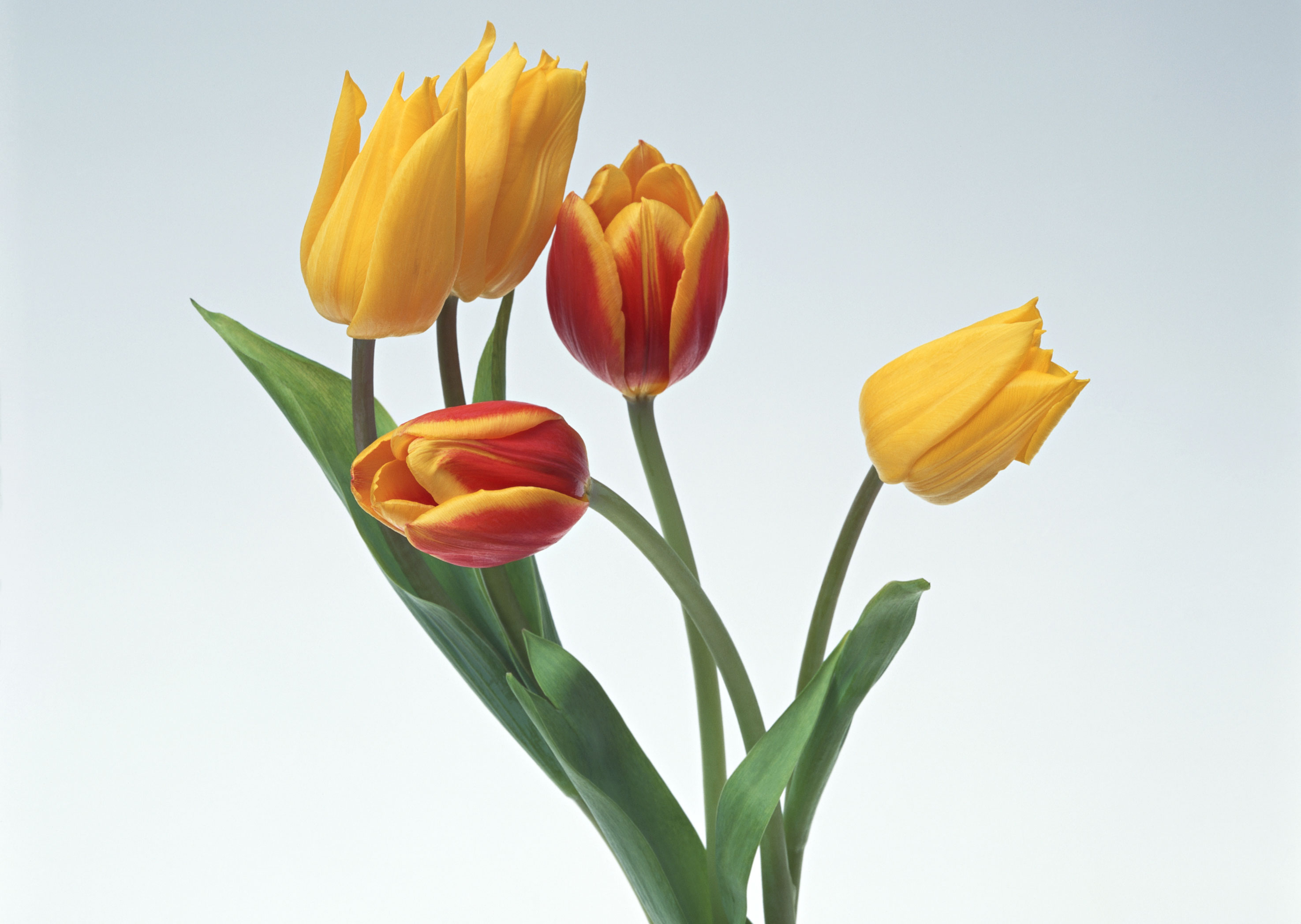 Free download high resolution image - free image free photo free stock image public domain picture -Two red and two yellow tulips