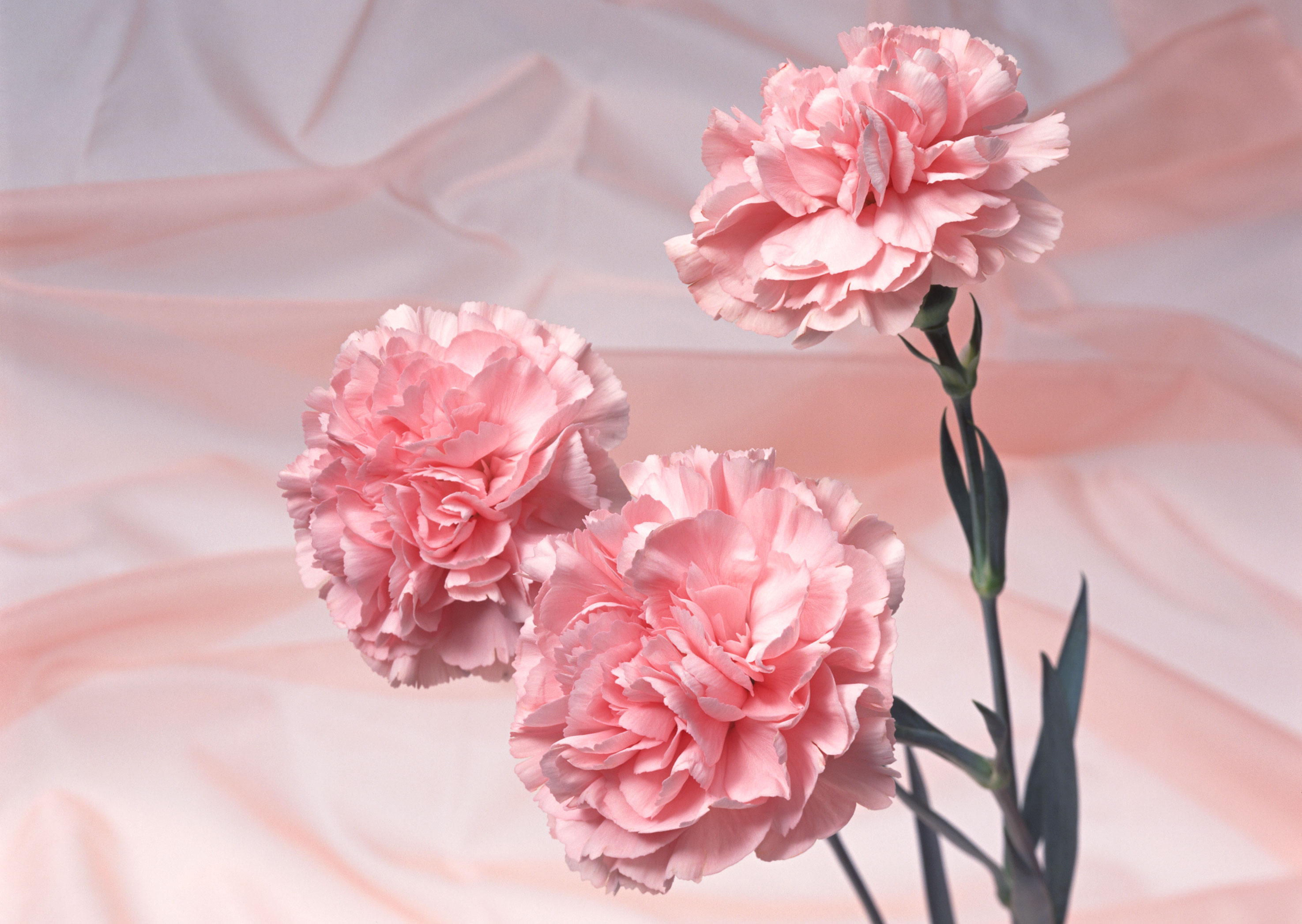 Free download high resolution image - free image free photo free stock image public domain picture -Pink carnation