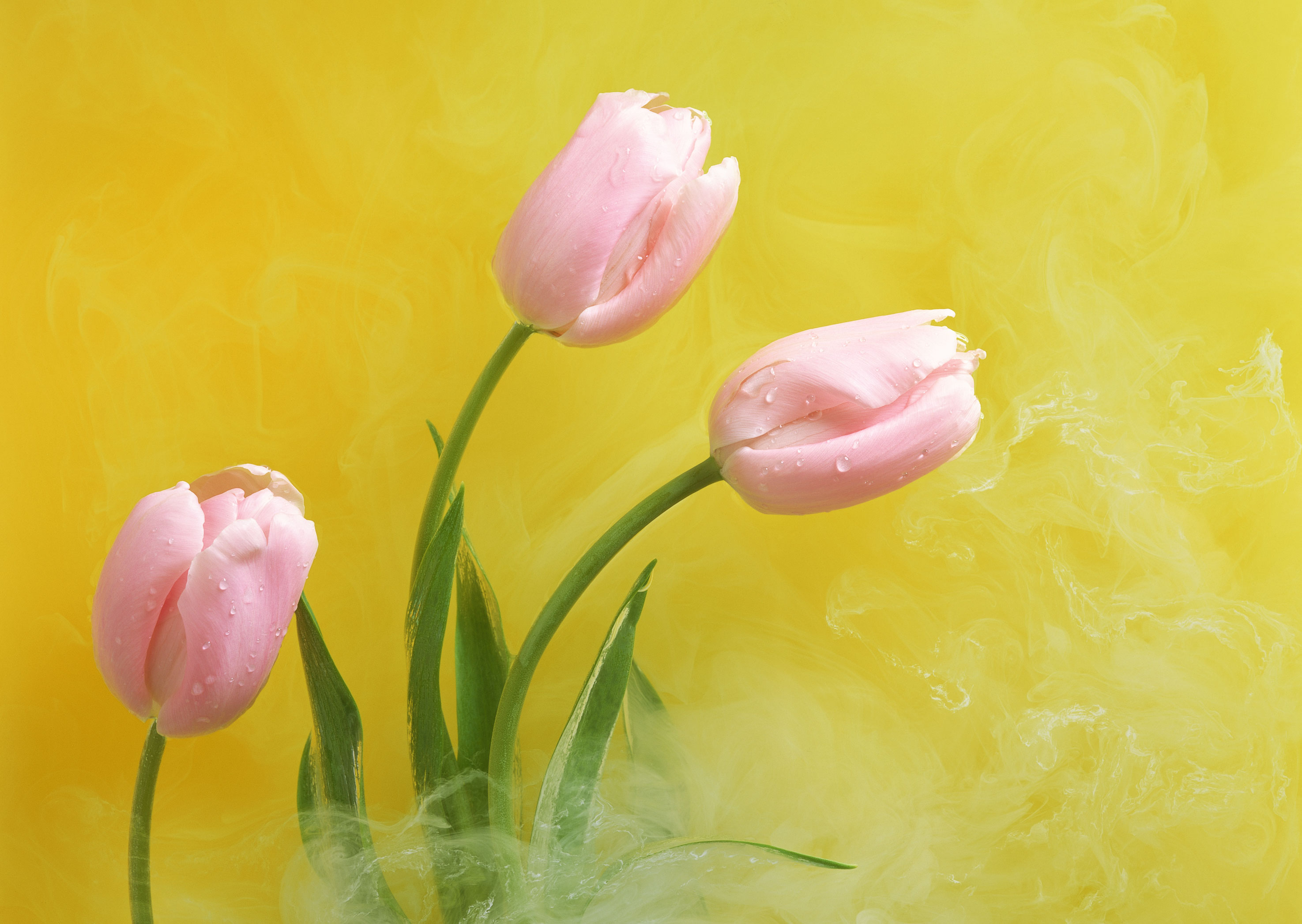 Free download high resolution image - free image free photo free stock image public domain picture -Three pink tulips on yellow paper