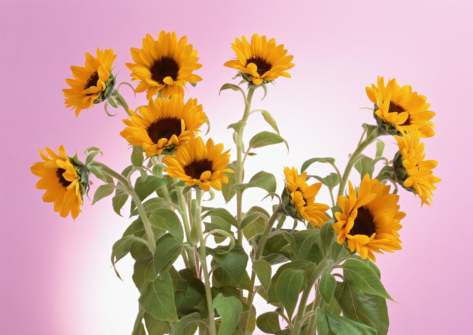 Free download high resolution image - free image free photo free stock image public domain picture  sunflower isolated on pink background