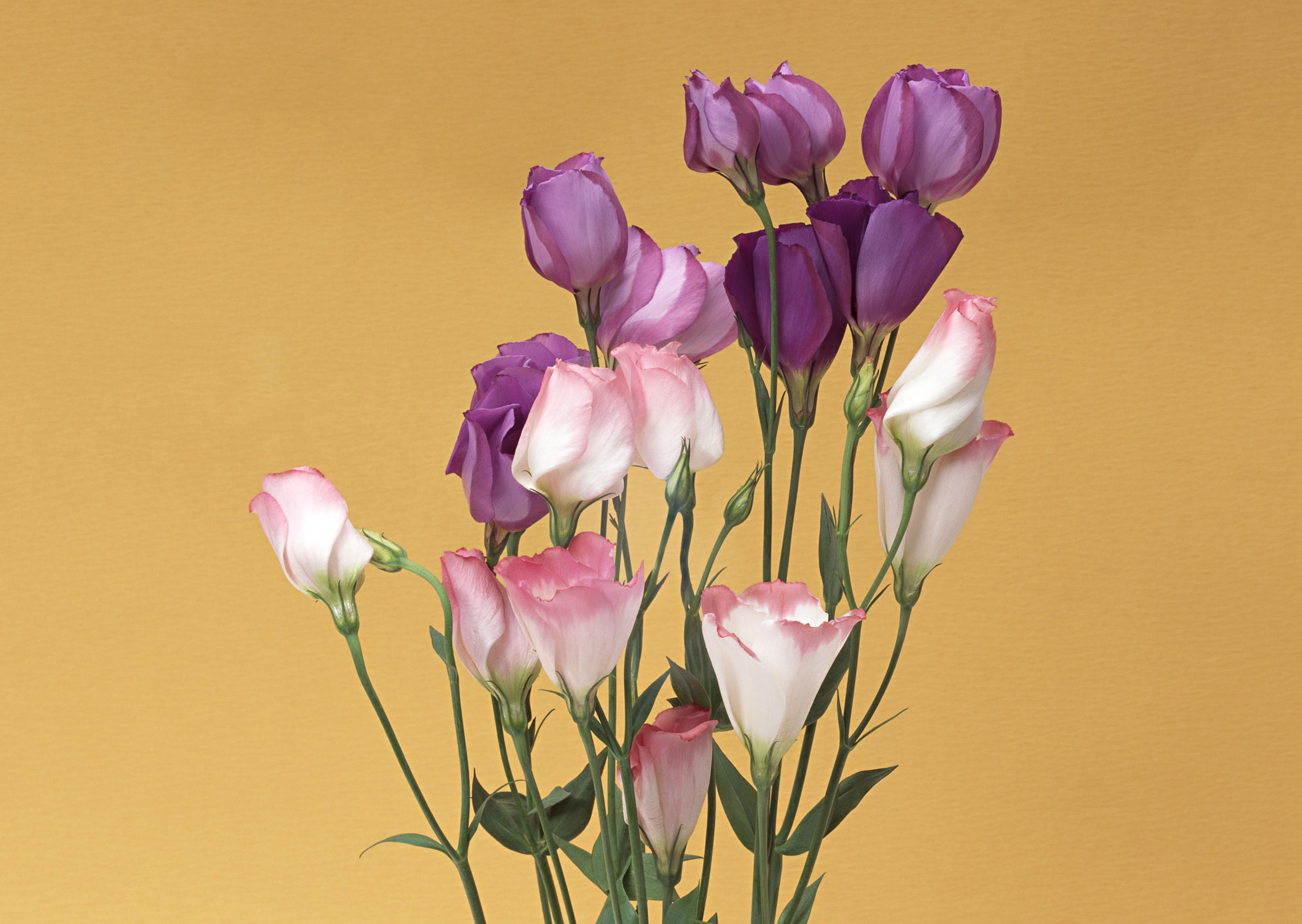 Free download high resolution image - free image free photo free stock image public domain picture -Bouquet of eustoma flowers