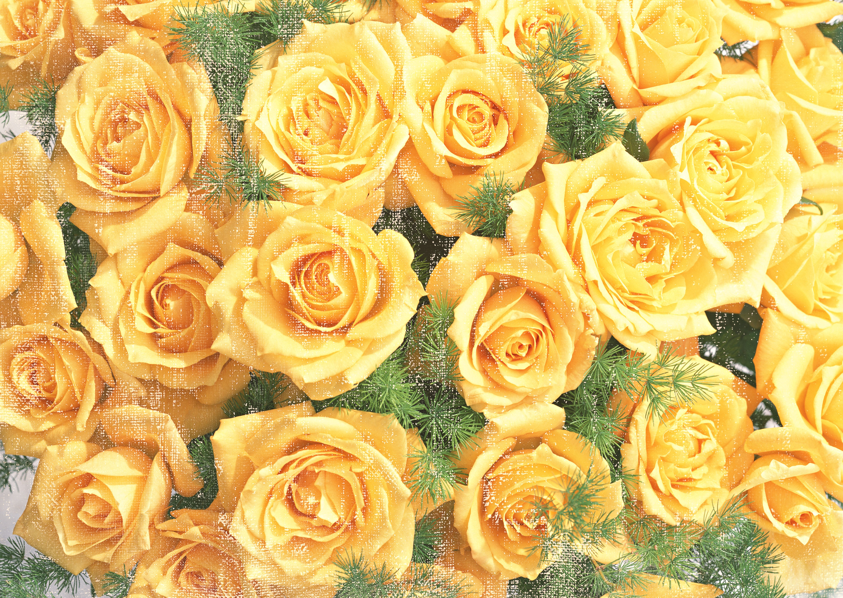 Free download high resolution image - free image free photo free stock image public domain picture -Yellow roses in vintage style background