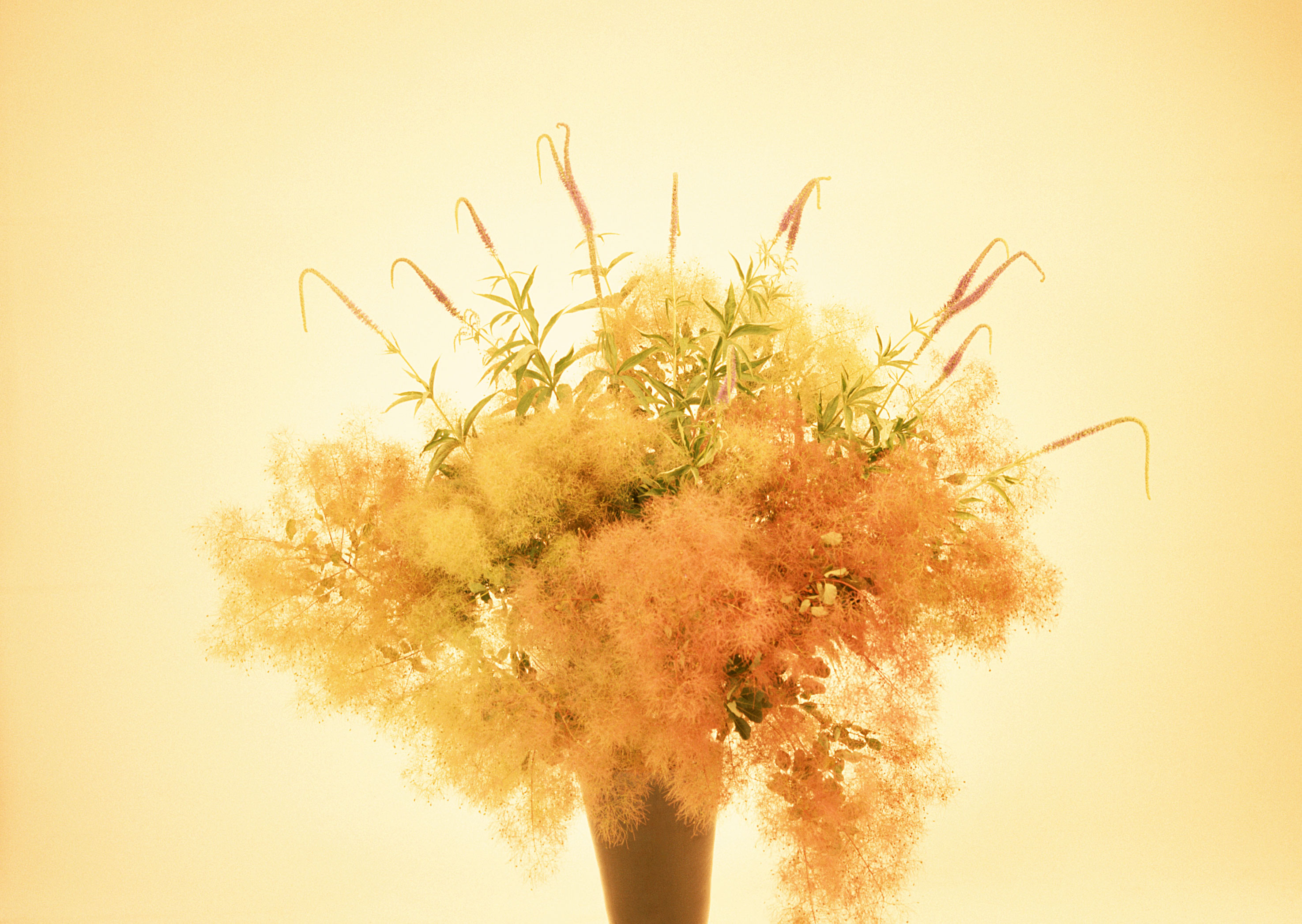 Free download high resolution image - free image free photo free stock image public domain picture -Yellow flower  bouquet