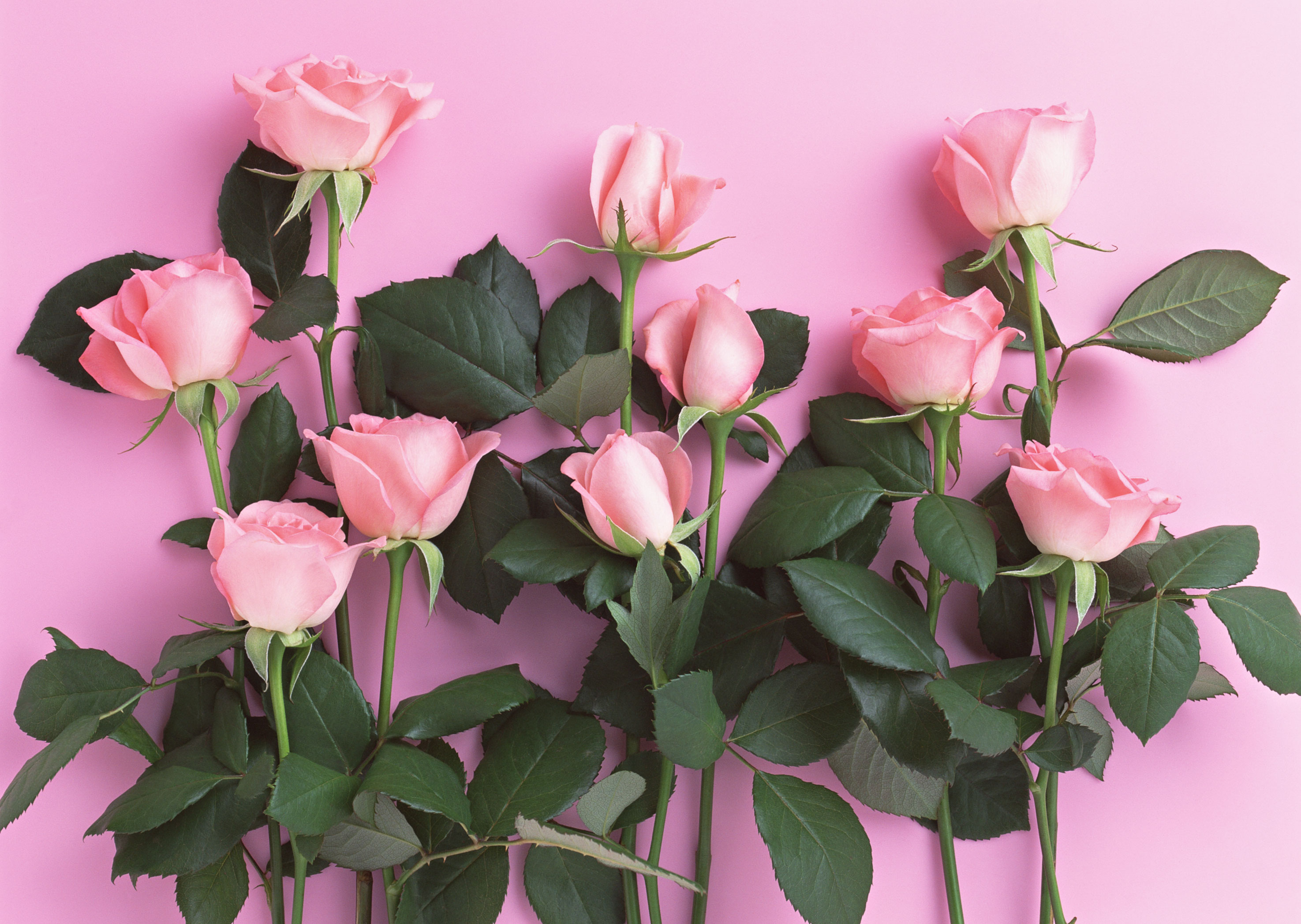 Free download high resolution image - free image free photo free stock image public domain picture -Flower of pink roses on pink background