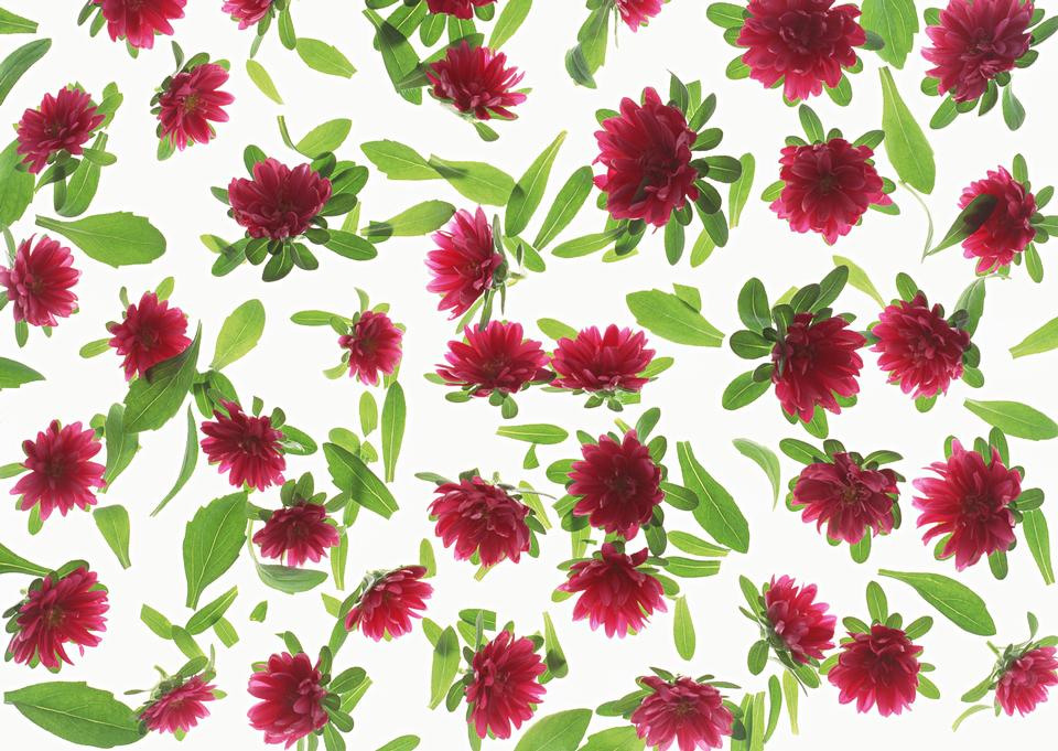 Free download high resolution image - free image free photo free stock image public domain picture  Red daisy flower texture background